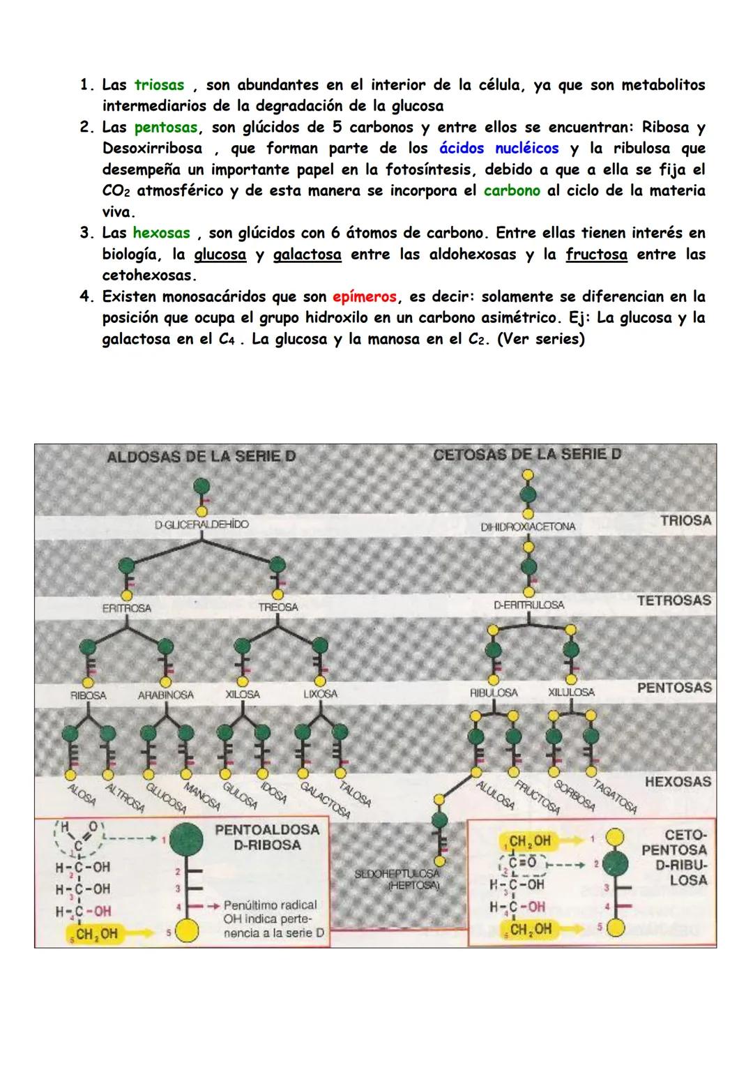 Glúcidos
□ Concepto de glúcidos: Clasificación y Funciones
☐ Osas
• Ciclación de monosacáridos
□ Ósidos
1. Holósidos
1.1 Oligosacáridos (Dis