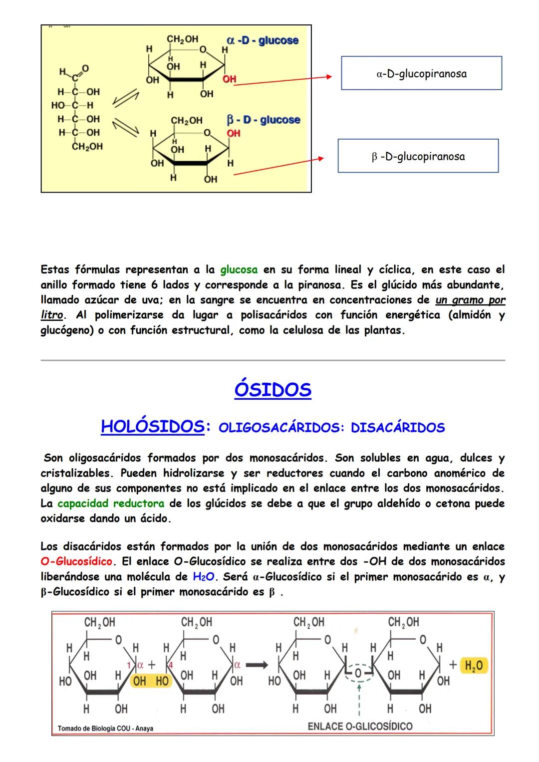 Glúcidos
□ Concepto de glúcidos: Clasificación y Funciones
☐ Osas
• Ciclación de monosacáridos
□ Ósidos
1. Holósidos
1.1 Oligosacáridos (Dis