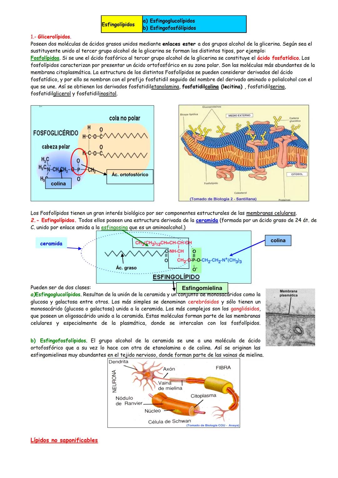 Concepto de lípido
Clasificación de los lípidos
Los ácidos grasos
Características
Clasificación
Propiedades
Lípidos SAPONIFICABLES
1. Lípido