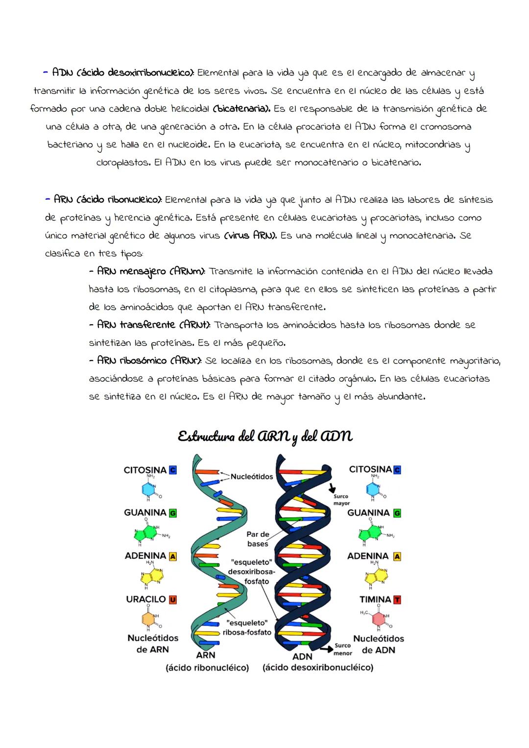 P
Temario completo
24/25
BIOLOGÍA
AAA Tema 1 nivel molecular
1.1 - Bioelementos: Componentes orgánicos que forman parte de los seres vivos.