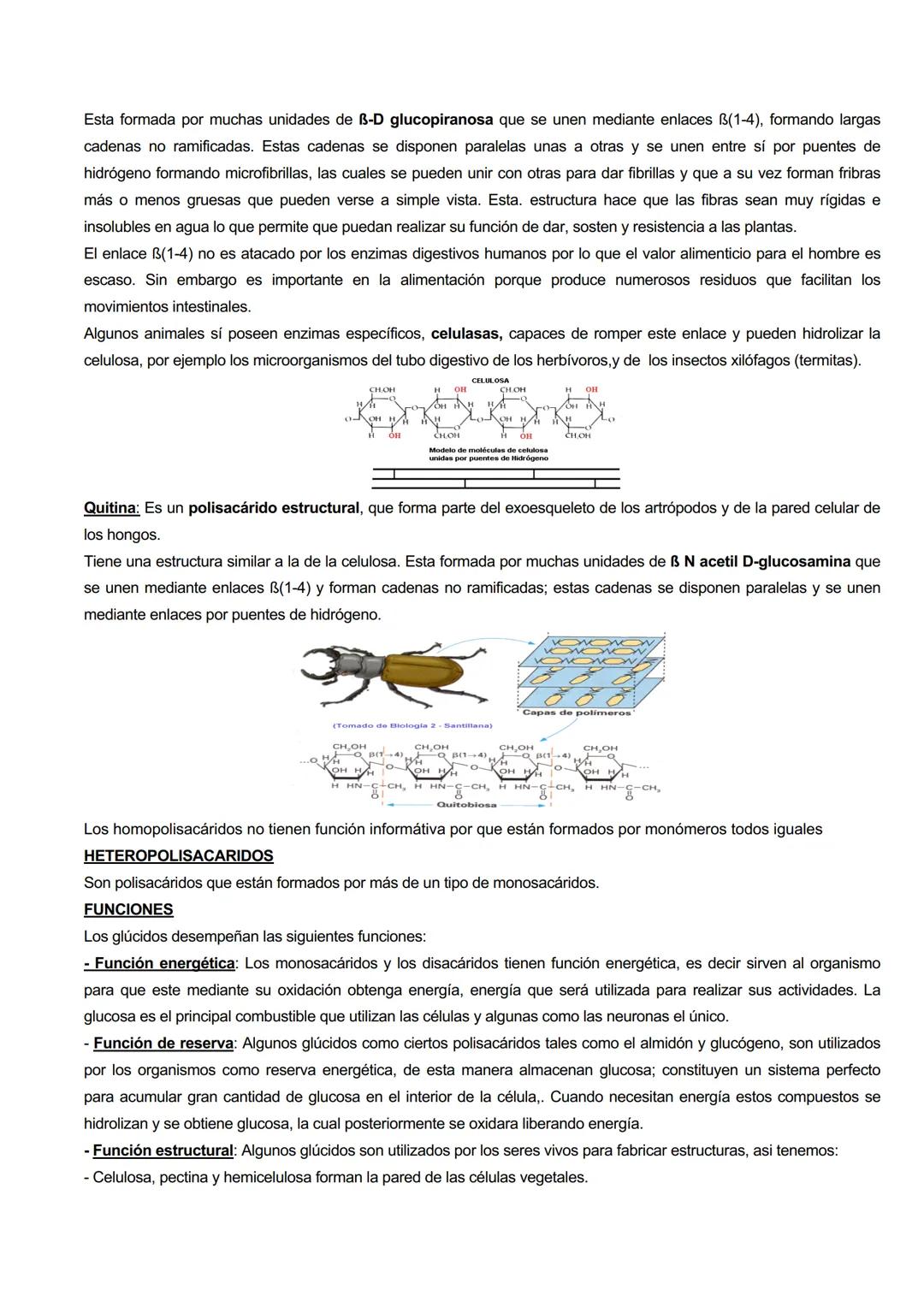 GLÚCIDOS
CARACTERISTICAS GENERALES
Los glúcidos son biomoléculas orgánicas que están formadas principalmente por C, H y O.
Su formula genera