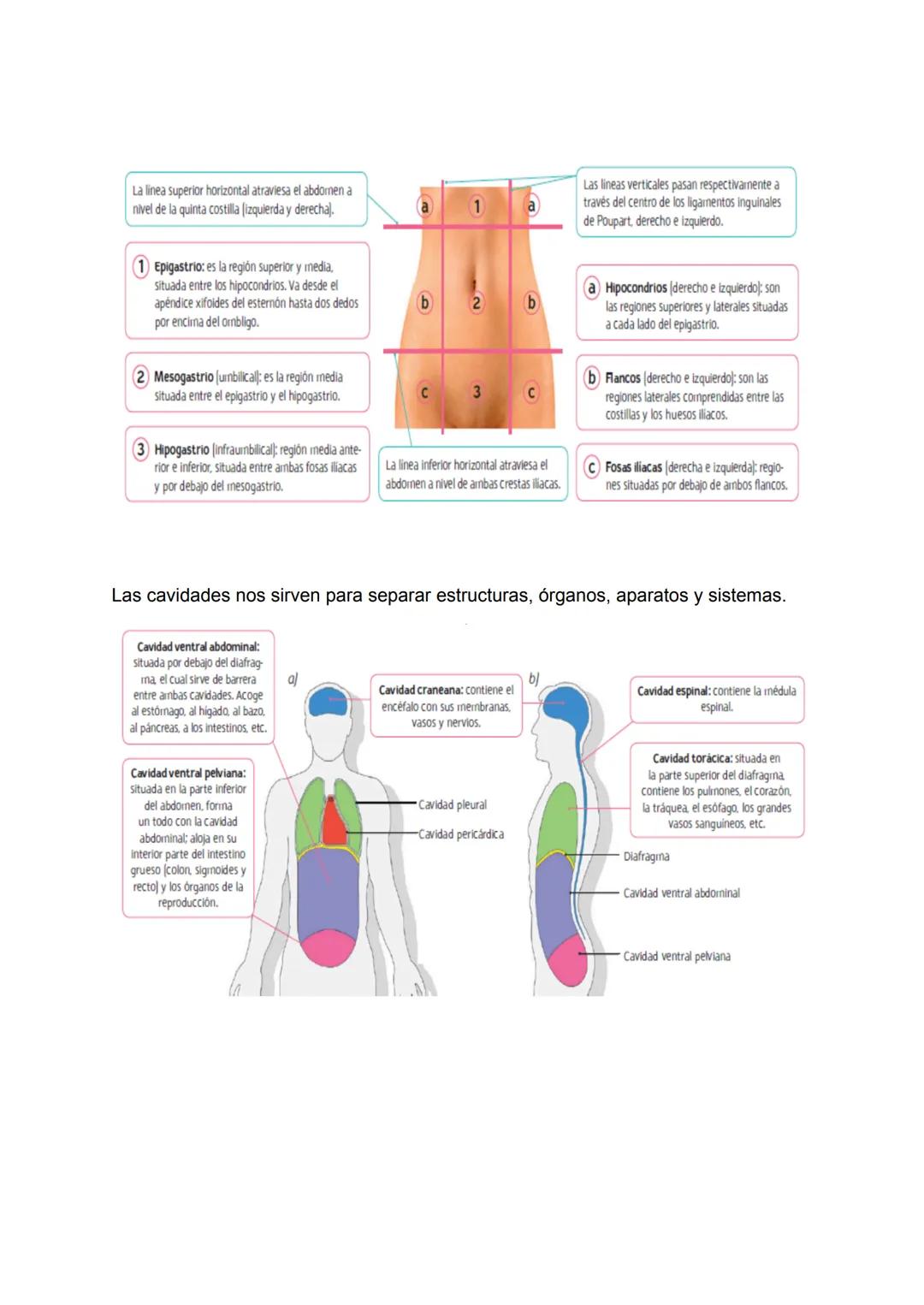 T1 la célula y las estructuras básicas del
1 QUÉ ES LA CÉLULA
cuerpo
La célula es la unidad morfológica y funcional de los seres vivos.
Orga