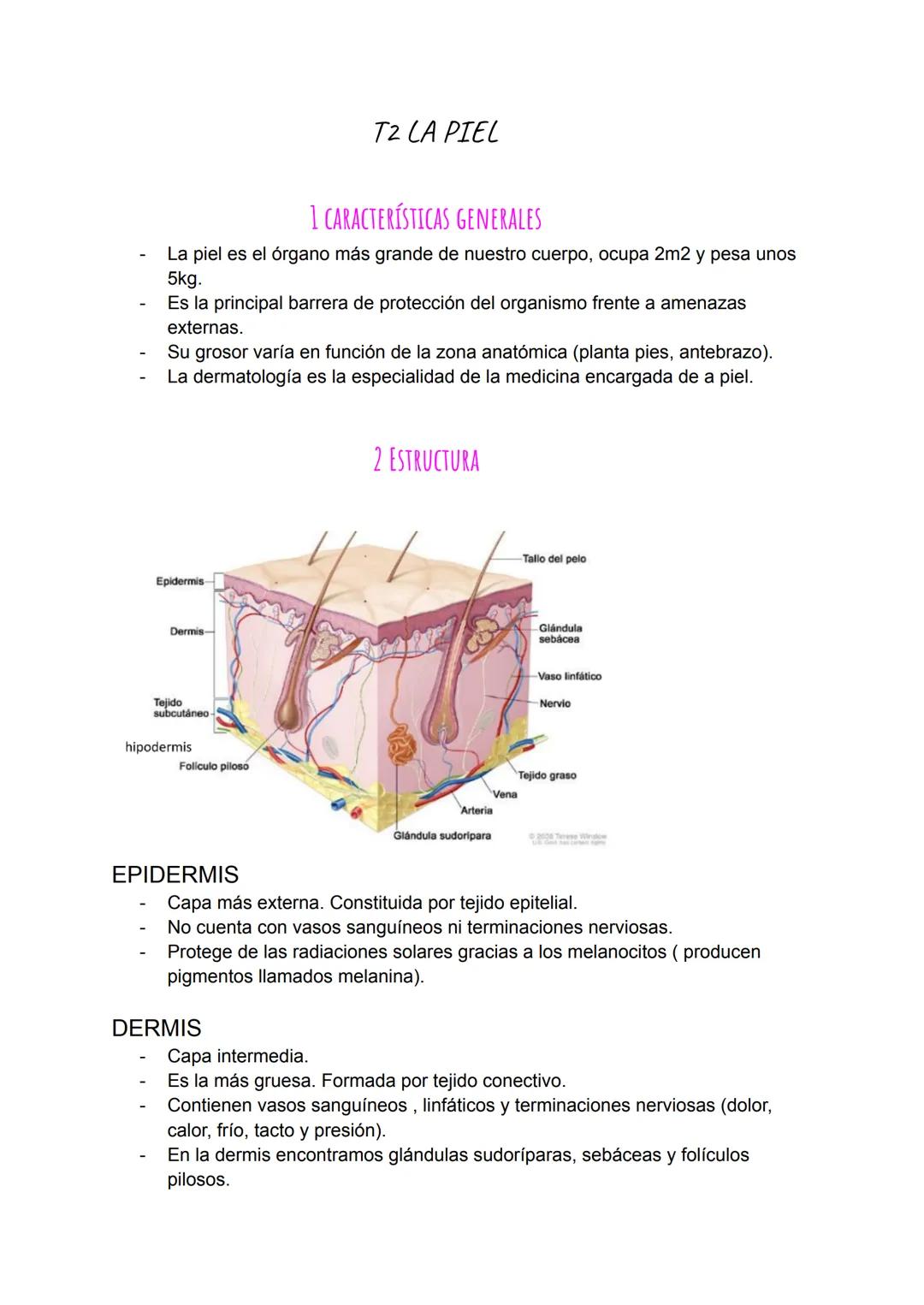 -
T2 LA PIEL
1 CARACTERÍSTICAS GENERALES
La piel es el órgano más grande de nuestro cuerpo, ocupa 2m2 y pesa unos
5kg.
Es la principal barre