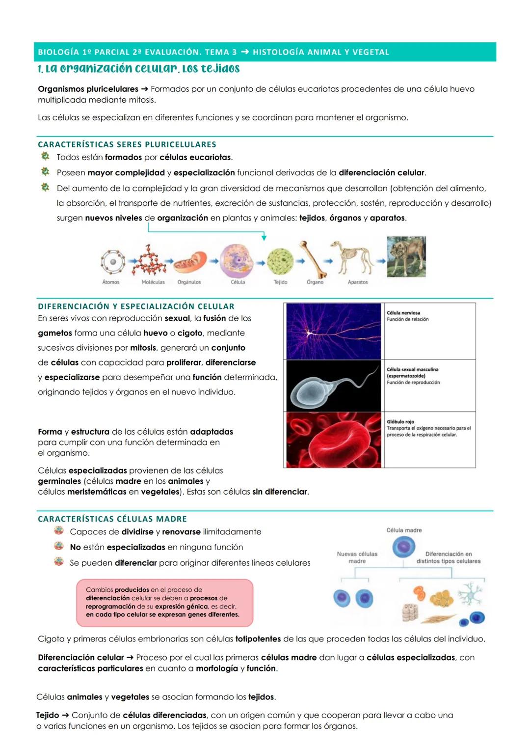 BIOLOGÍA 1º PARCIAL 2ª EVALUACIÓN. TEMA 3 → HISTOLOGÍA ANIMAL Y VEGETAL
1. La organización celular. Los tejidos
Organismos pluricelulares Fo