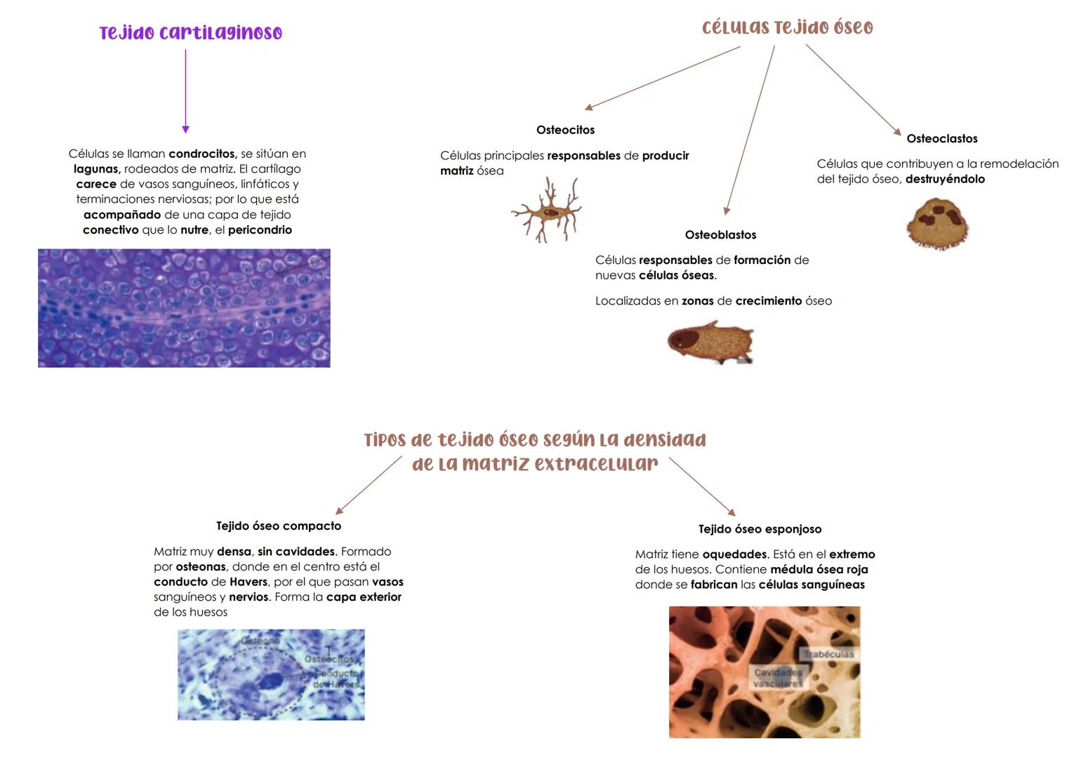BIOLOGÍA 1º PARCIAL 2ª EVALUACIÓN. TEMA 3 → HISTOLOGÍA ANIMAL Y VEGETAL
1. La organización celular. Los tejidos
Organismos pluricelulares Fo