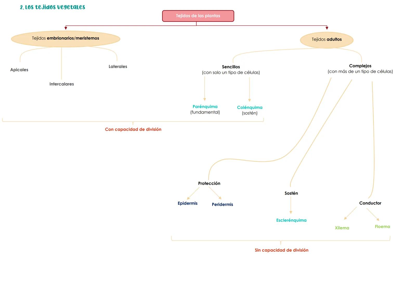 BIOLOGÍA 1º PARCIAL 2ª EVALUACIÓN. TEMA 3 → HISTOLOGÍA ANIMAL Y VEGETAL
1. La organización celular. Los tejidos
Organismos pluricelulares Fo