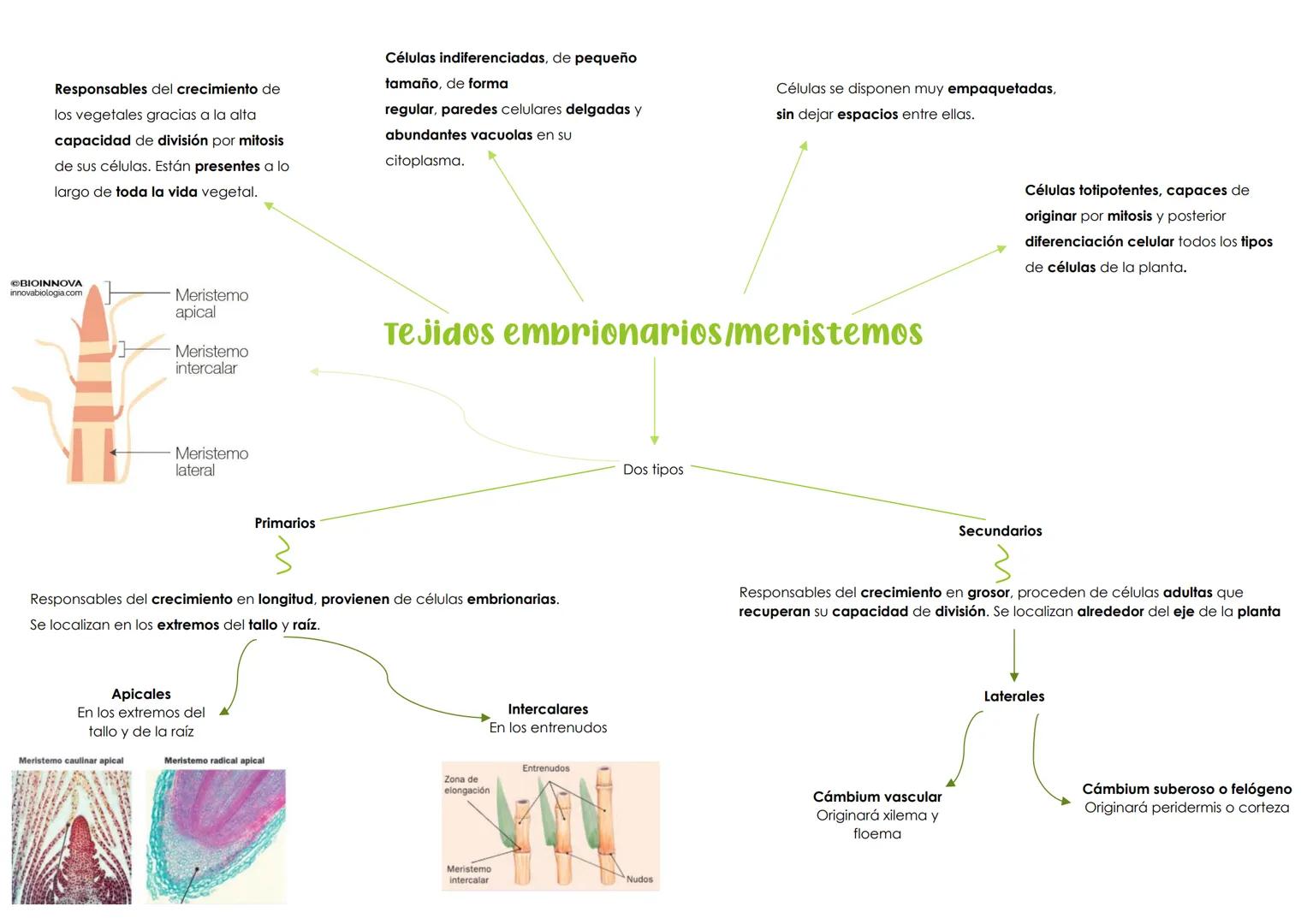 BIOLOGÍA 1º PARCIAL 2ª EVALUACIÓN. TEMA 3 → HISTOLOGÍA ANIMAL Y VEGETAL
1. La organización celular. Los tejidos
Organismos pluricelulares Fo