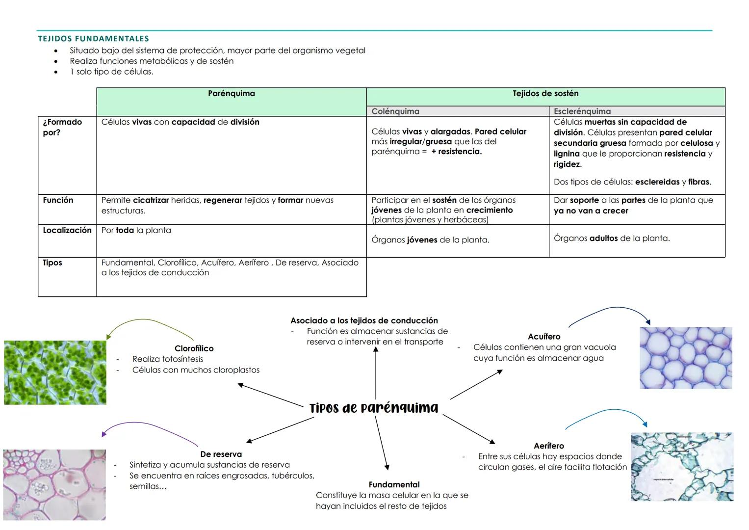 BIOLOGÍA 1º PARCIAL 2ª EVALUACIÓN. TEMA 3 → HISTOLOGÍA ANIMAL Y VEGETAL
1. La organización celular. Los tejidos
Organismos pluricelulares Fo