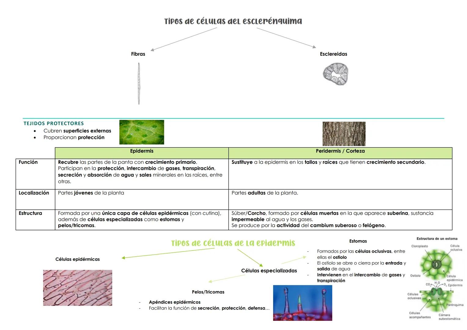 BIOLOGÍA 1º PARCIAL 2ª EVALUACIÓN. TEMA 3 → HISTOLOGÍA ANIMAL Y VEGETAL
1. La organización celular. Los tejidos
Organismos pluricelulares Fo