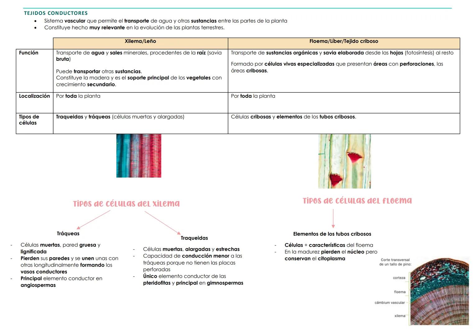 BIOLOGÍA 1º PARCIAL 2ª EVALUACIÓN. TEMA 3 → HISTOLOGÍA ANIMAL Y VEGETAL
1. La organización celular. Los tejidos
Organismos pluricelulares Fo