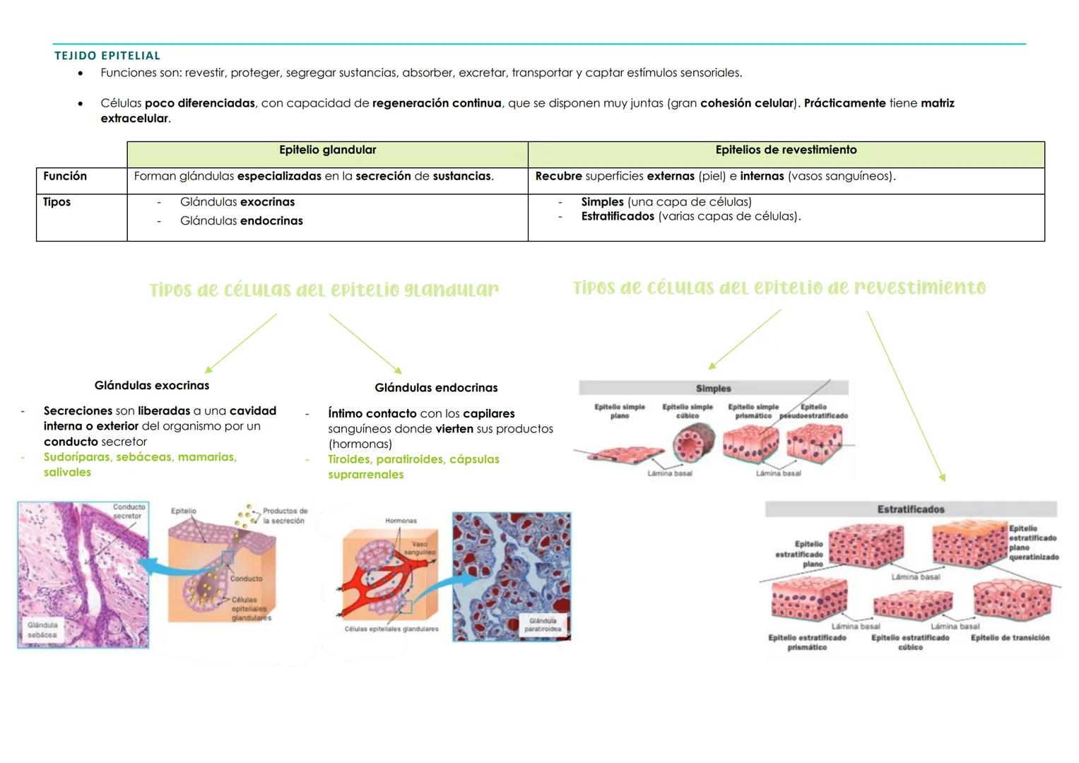 BIOLOGÍA 1º PARCIAL 2ª EVALUACIÓN. TEMA 3 → HISTOLOGÍA ANIMAL Y VEGETAL
1. La organización celular. Los tejidos
Organismos pluricelulares Fo