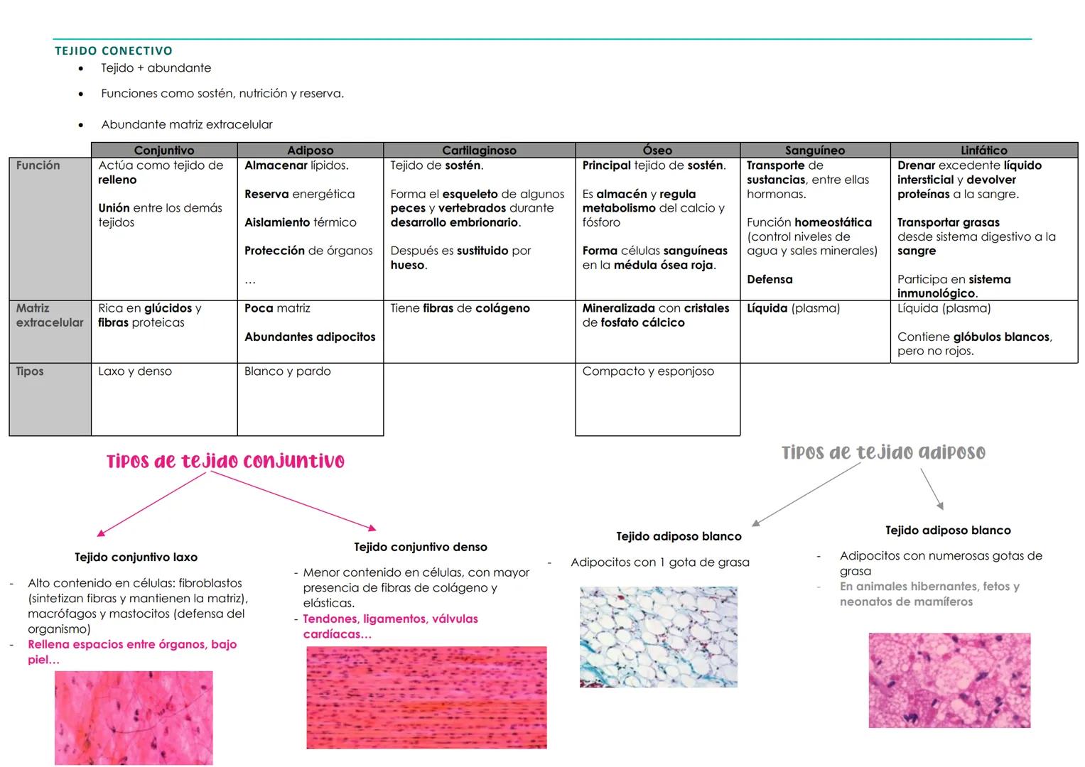 BIOLOGÍA 1º PARCIAL 2ª EVALUACIÓN. TEMA 3 → HISTOLOGÍA ANIMAL Y VEGETAL
1. La organización celular. Los tejidos
Organismos pluricelulares Fo