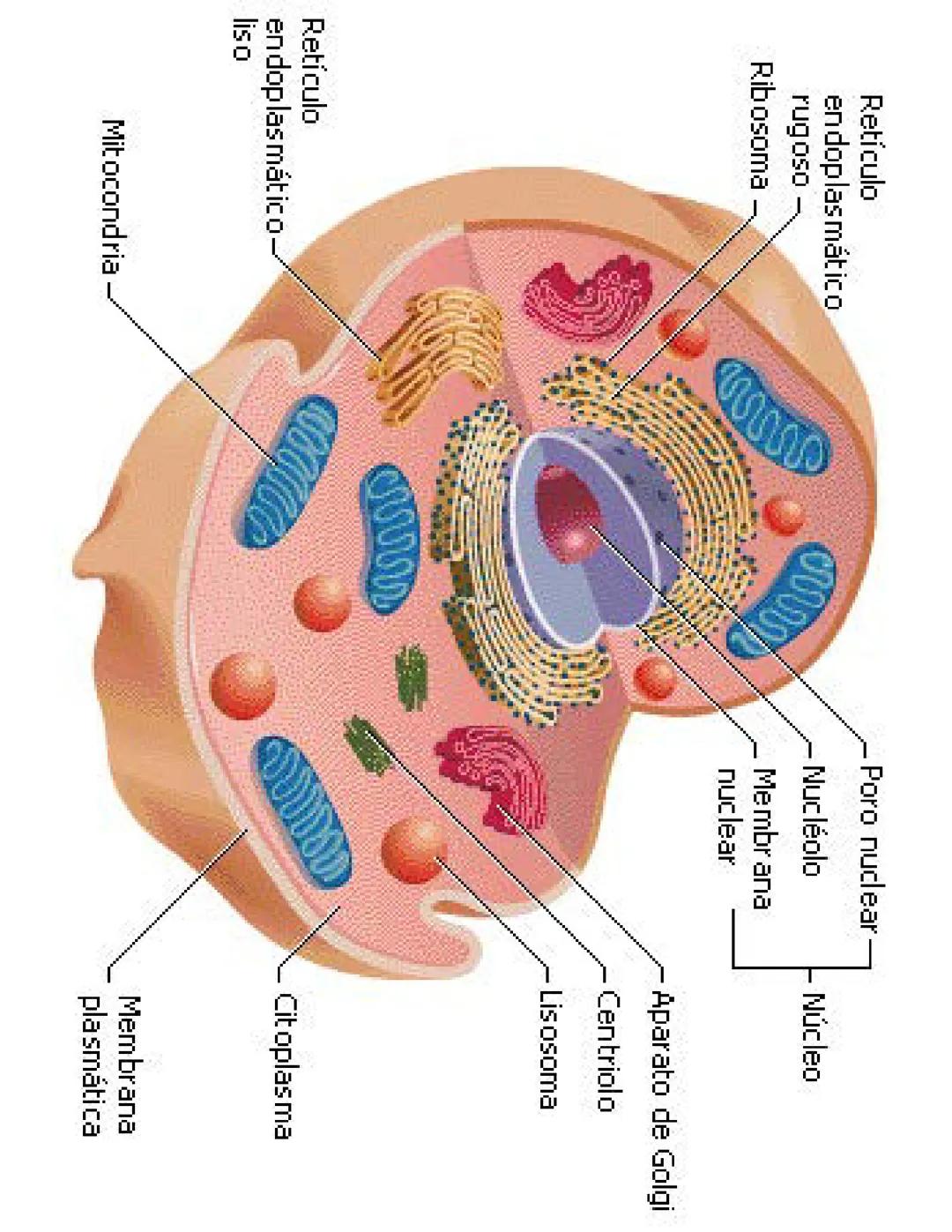 Célula animal eucariota 3o ESO
