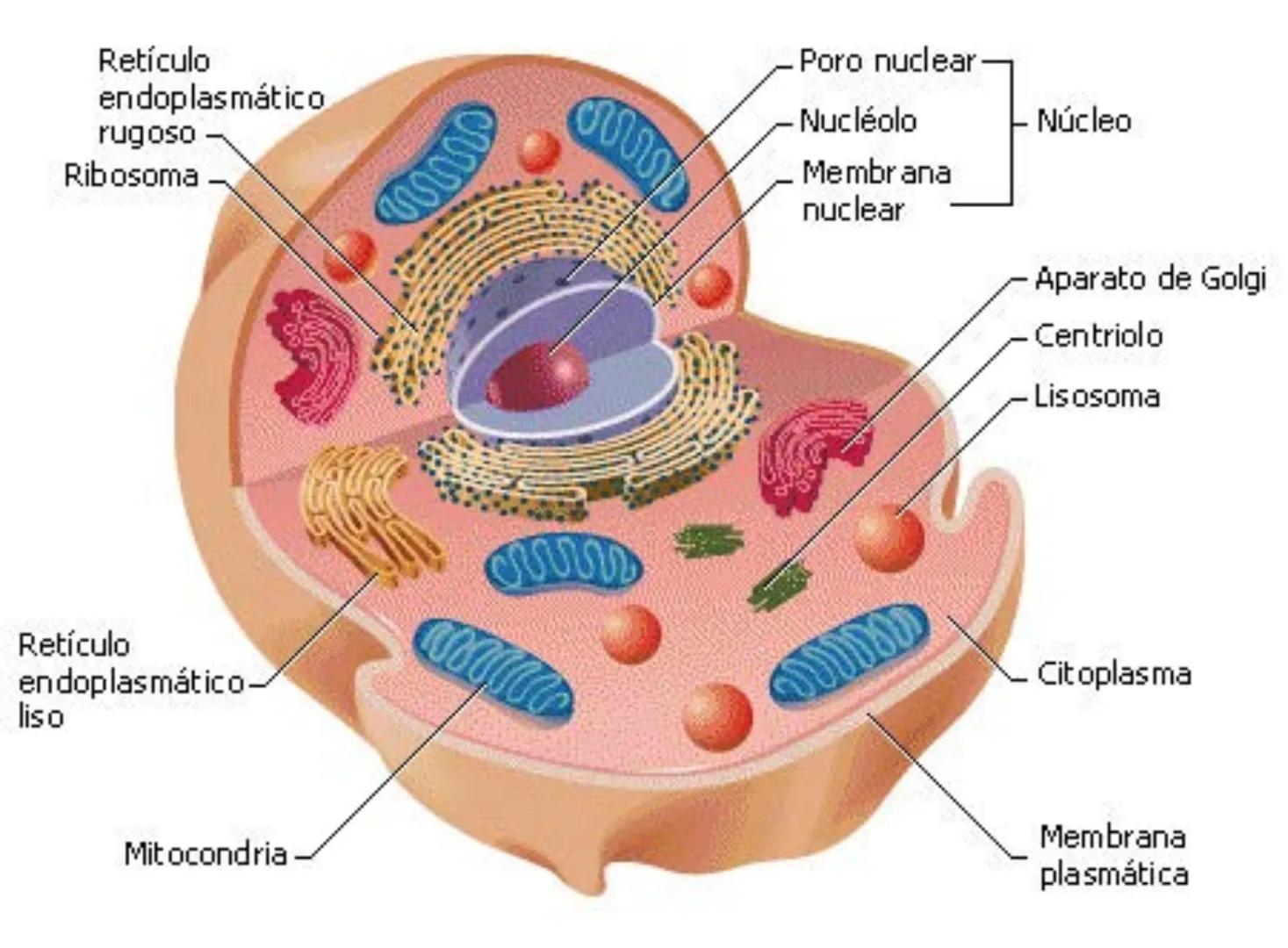 Retículo
endoplasmático
rugoso
Ribosoma
Retículo
endoplasmático-
liso
ை
Poro nuclear
- Nucléolo
Membrana
nuclear
Núcleo
Aparato de Golgi
Cen