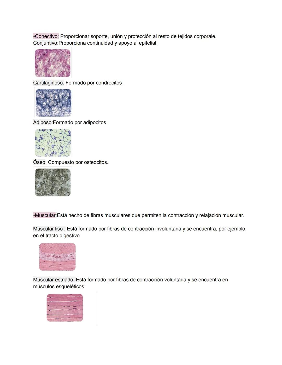 # THE HUMAN BODY
•Todos los seres vivos están formados por una o más unidades vivas llamadas células.
• La célula es la unidad fundamental d