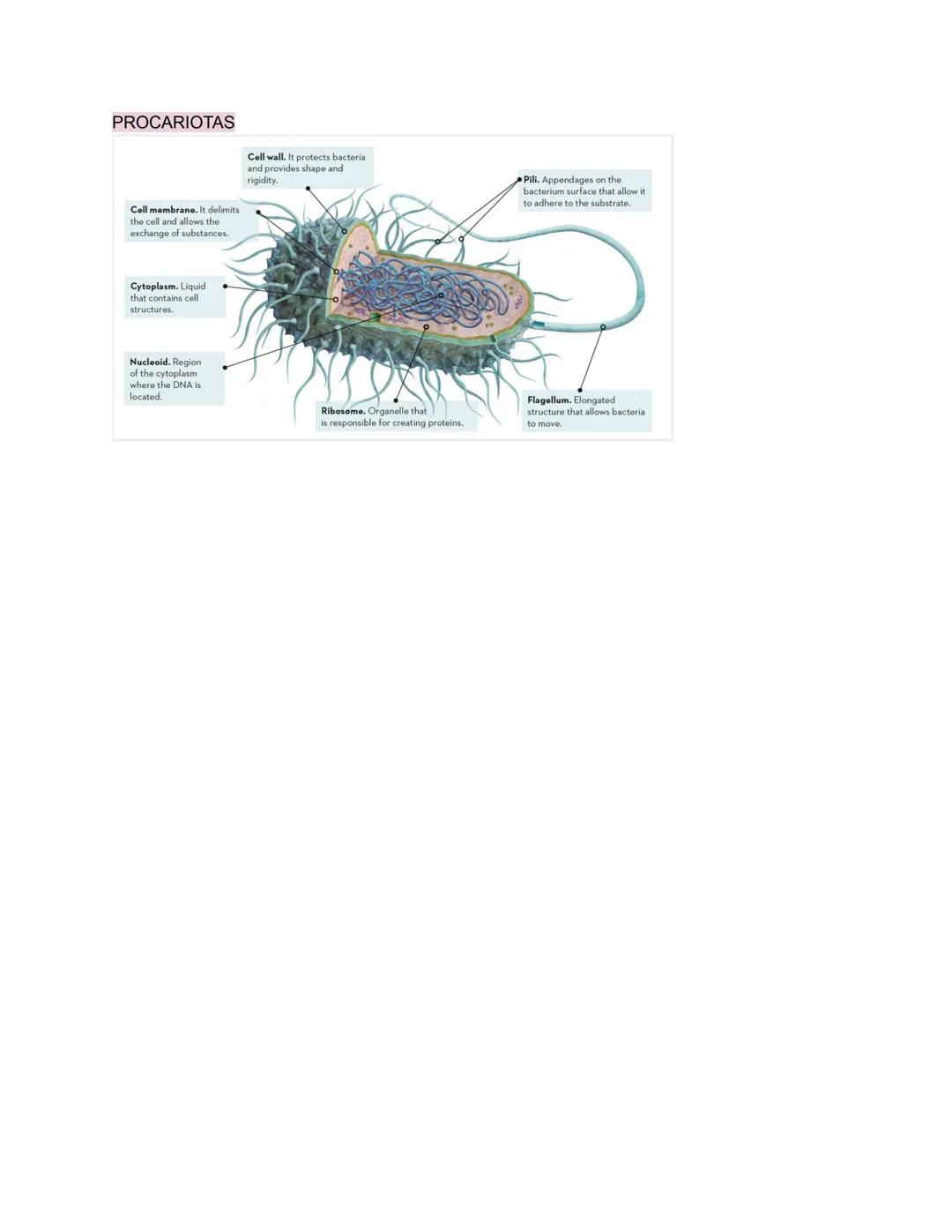 # THE HUMAN BODY
•Todos los seres vivos están formados por una o más unidades vivas llamadas células.
• La célula es la unidad fundamental d