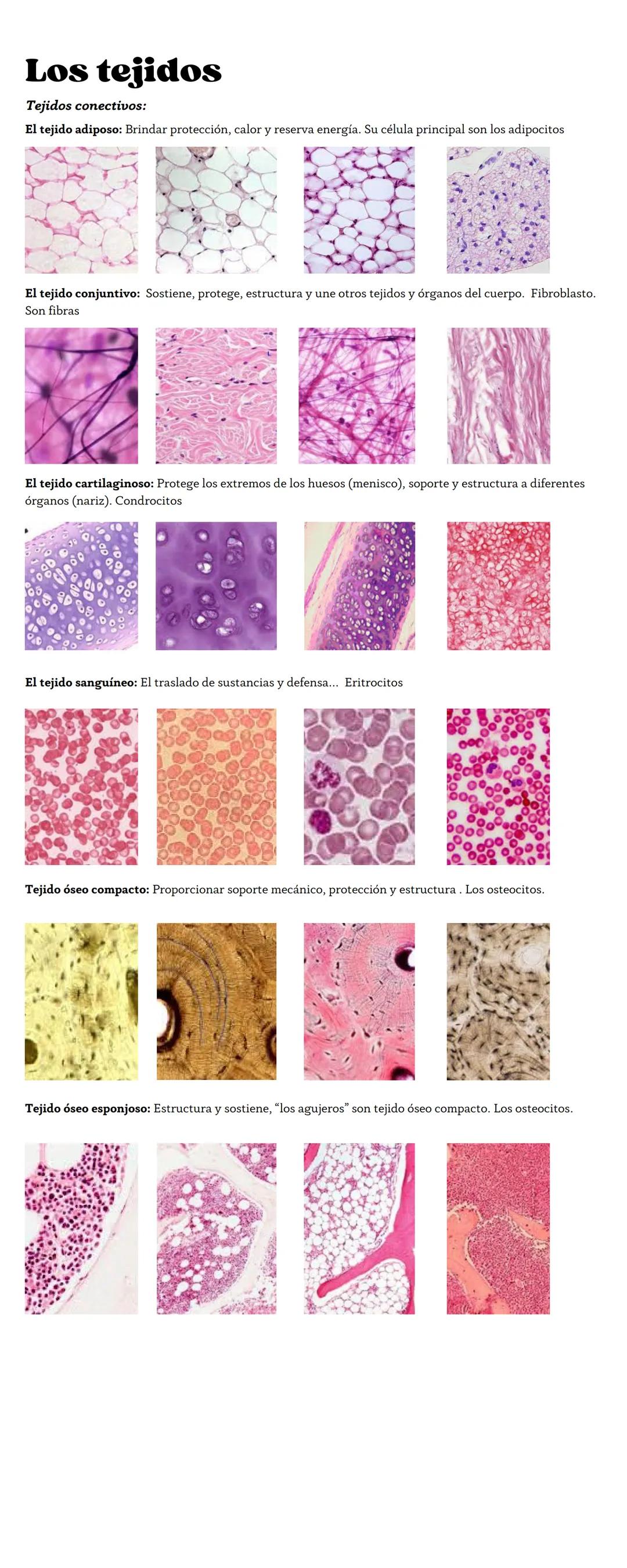 Los tejidos
Tejidos conectivos:
El tejido adiposo: Brindar protección, calor y reserva energía. Su célula principal son los adipocitos
El te