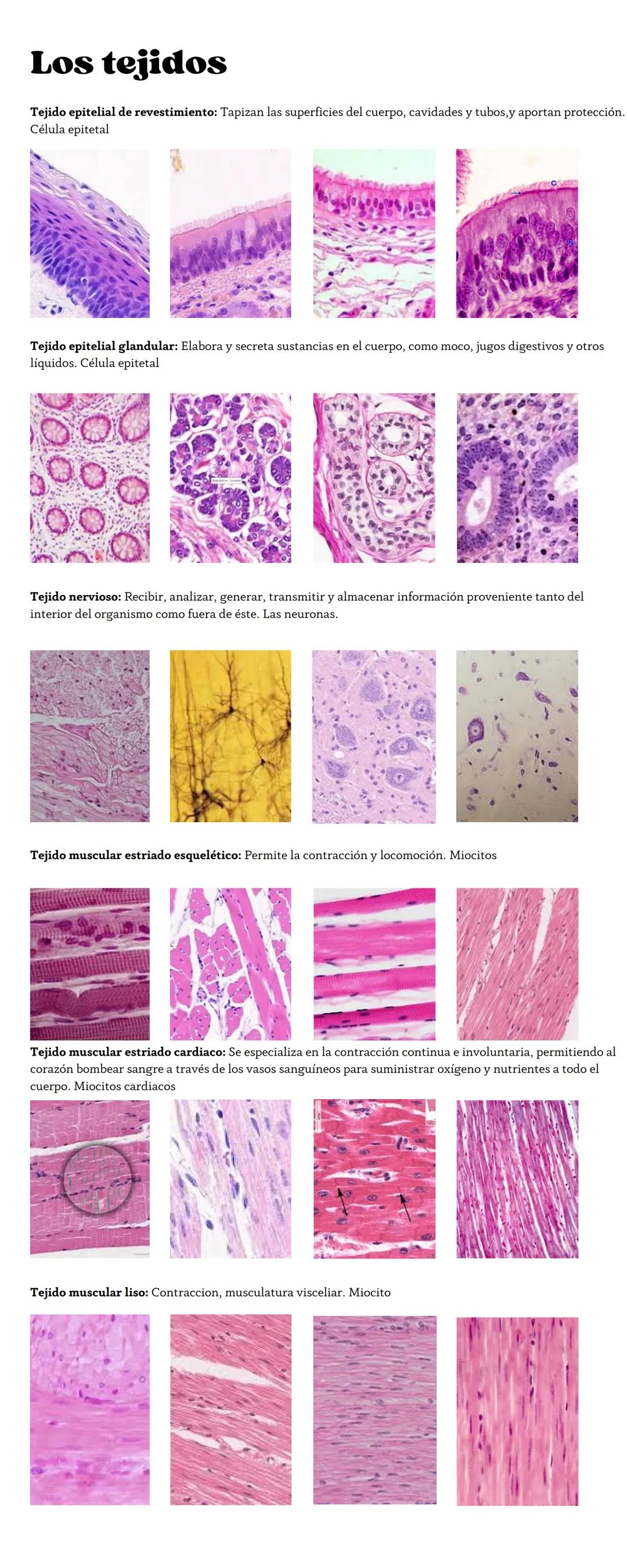 Los tejidos
Tejidos conectivos:
El tejido adiposo: Brindar protección, calor y reserva energía. Su célula principal son los adipocitos
El te