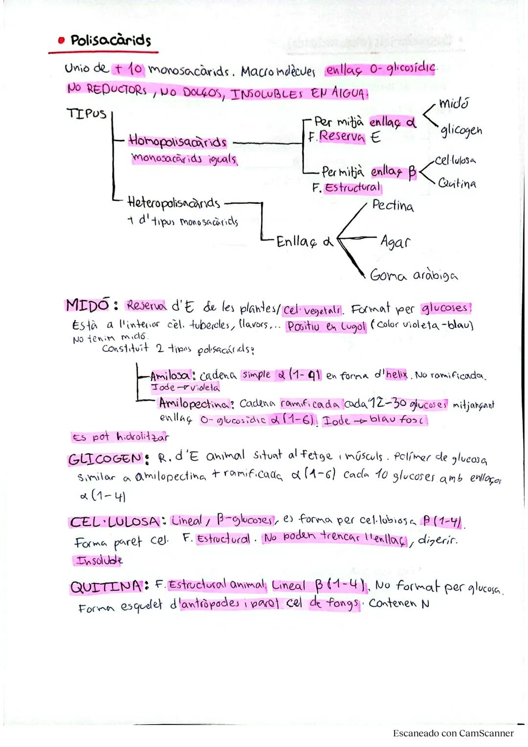 # ELS GLÚCIDS
• Característiques generals
Formats per C,H,O. Fórmula = $C_nH_{2n}O_2$ +
Exemple: Glucosa = $C_6H_{12}O_6$
Esquelet forma