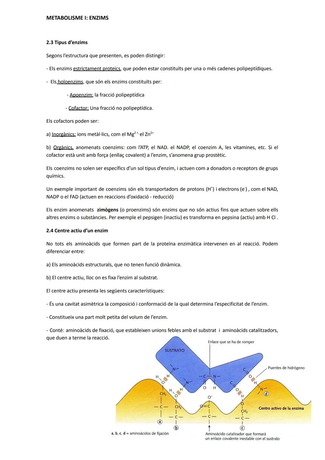 METABOLISME I: ENZIMS
1.- Introducció: conceptes bàsics
El metabolisme cel·lular és el conjunt de reaccions que tenen lloc a la cèl·lula.