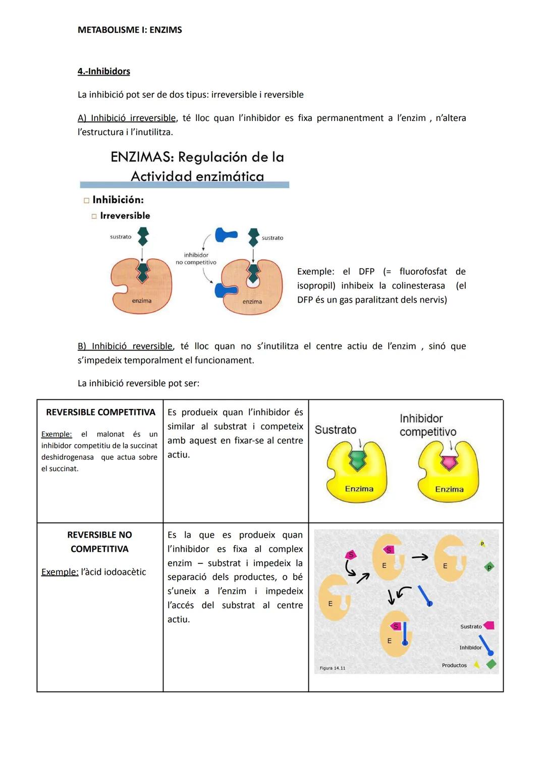 METABOLISME I: ENZIMS
1.- Introducció: conceptes bàsics
El metabolisme cel·lular és el conjunt de reaccions que tenen lloc a la cèl·lula.