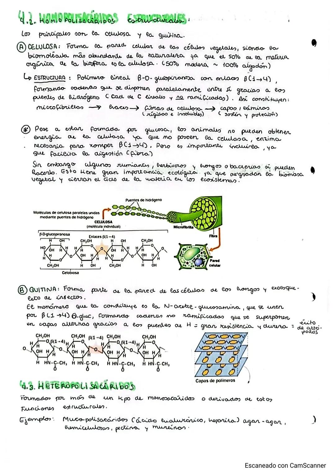 # TEMA 2. glúcidos
## GLICIDOS
PUNTO 1: CARACTERÍSTICAS GENERALES Y CLASIFICACIÓN
- Grupo de biomoléculas orgánicas más abundante (ghiados)