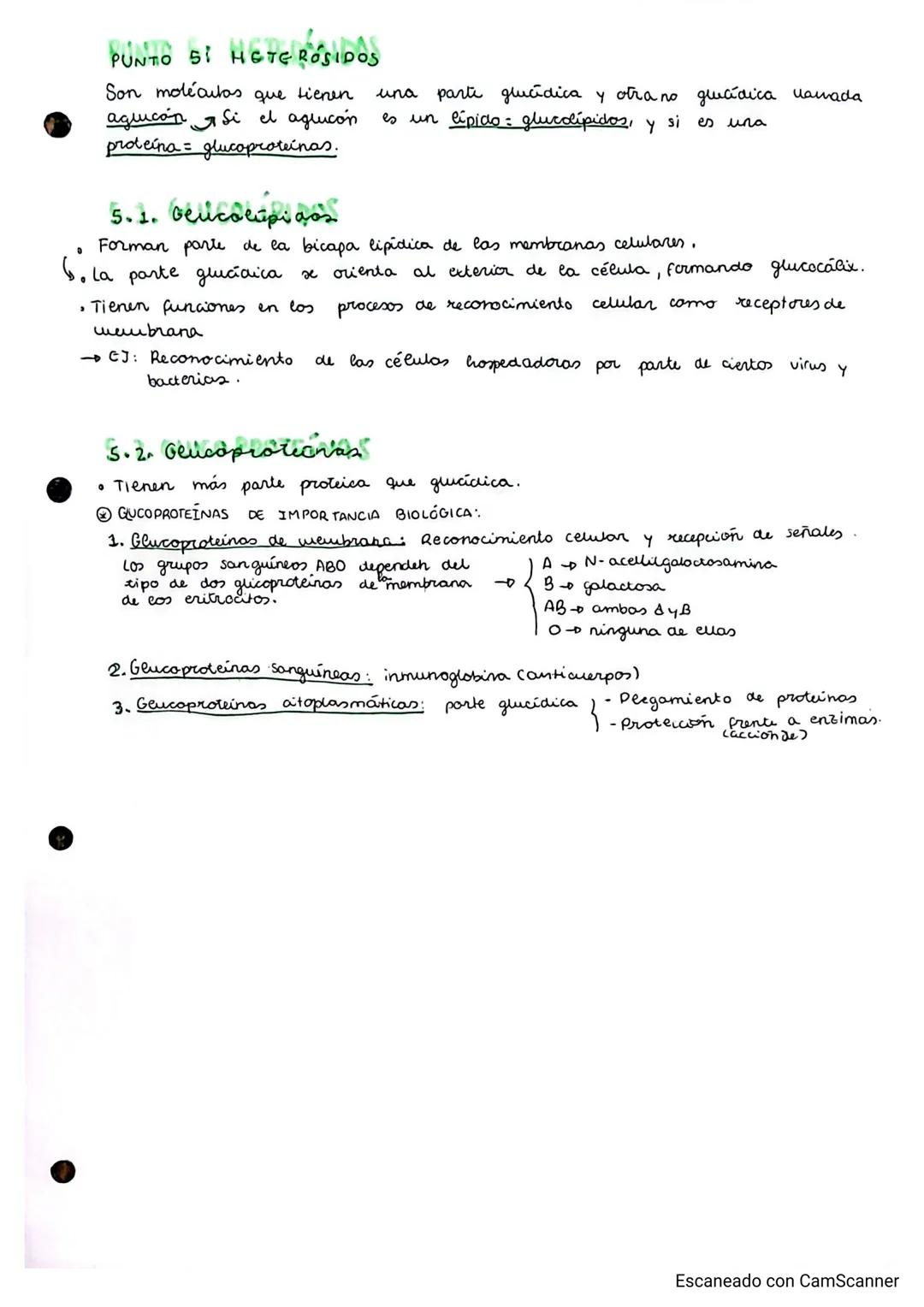 # TEMA 2. glúcidos
## GLICIDOS
PUNTO 1: CARACTERÍSTICAS GENERALES Y CLASIFICACIÓN
- Grupo de biomoléculas orgánicas más abundante (ghiados)