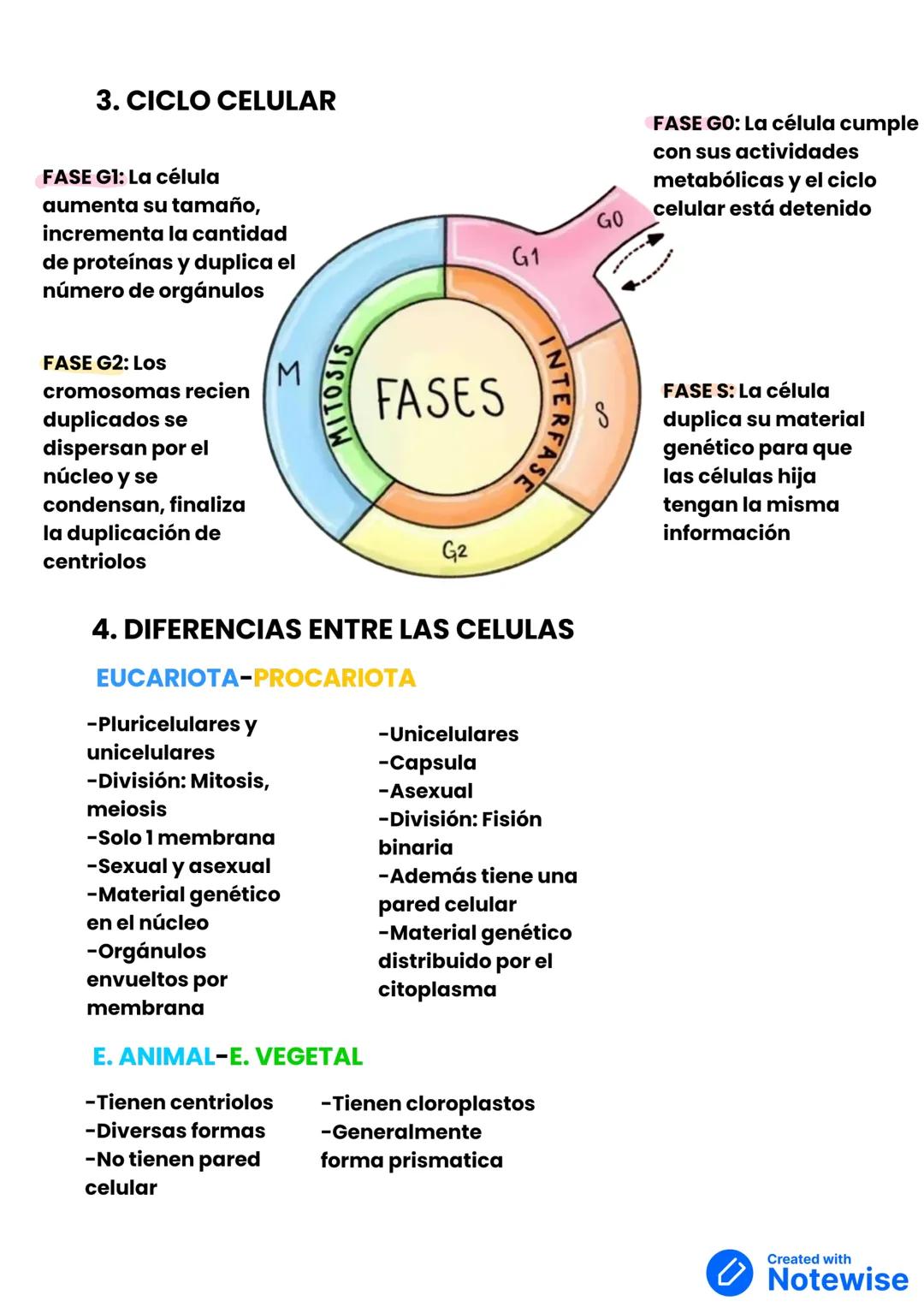 TEMA 1. LA CELULA: UNIDAD DE VIDA
1. LOS SERES VIVOS ESTAMOS FORMADOS POR CÉLULAS
EL DESCUBRIMIENTO DEL MICROOSCOPIO
-Zacharias Janssen aume
