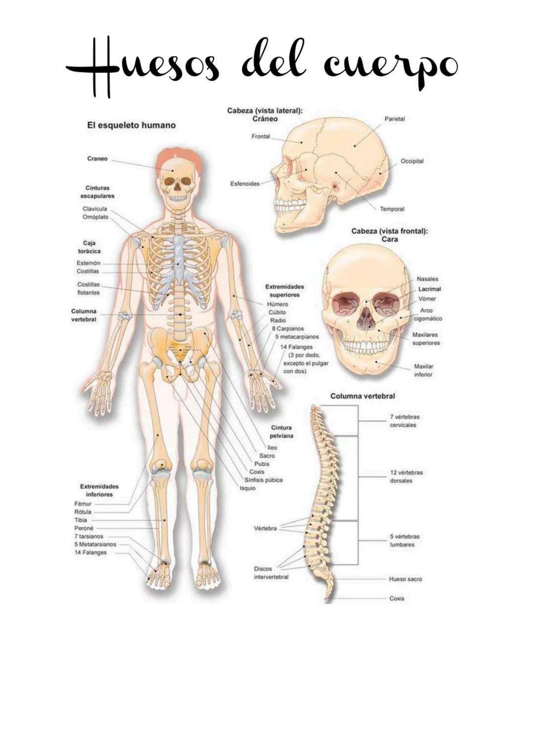# Huesos del cuerpo
El esqueleto humano
Cabeza (vista lateral):
Cráneo
Frontal
Parietal
Craneo
Cinturas
escapulares
Clavicula
Omoplat