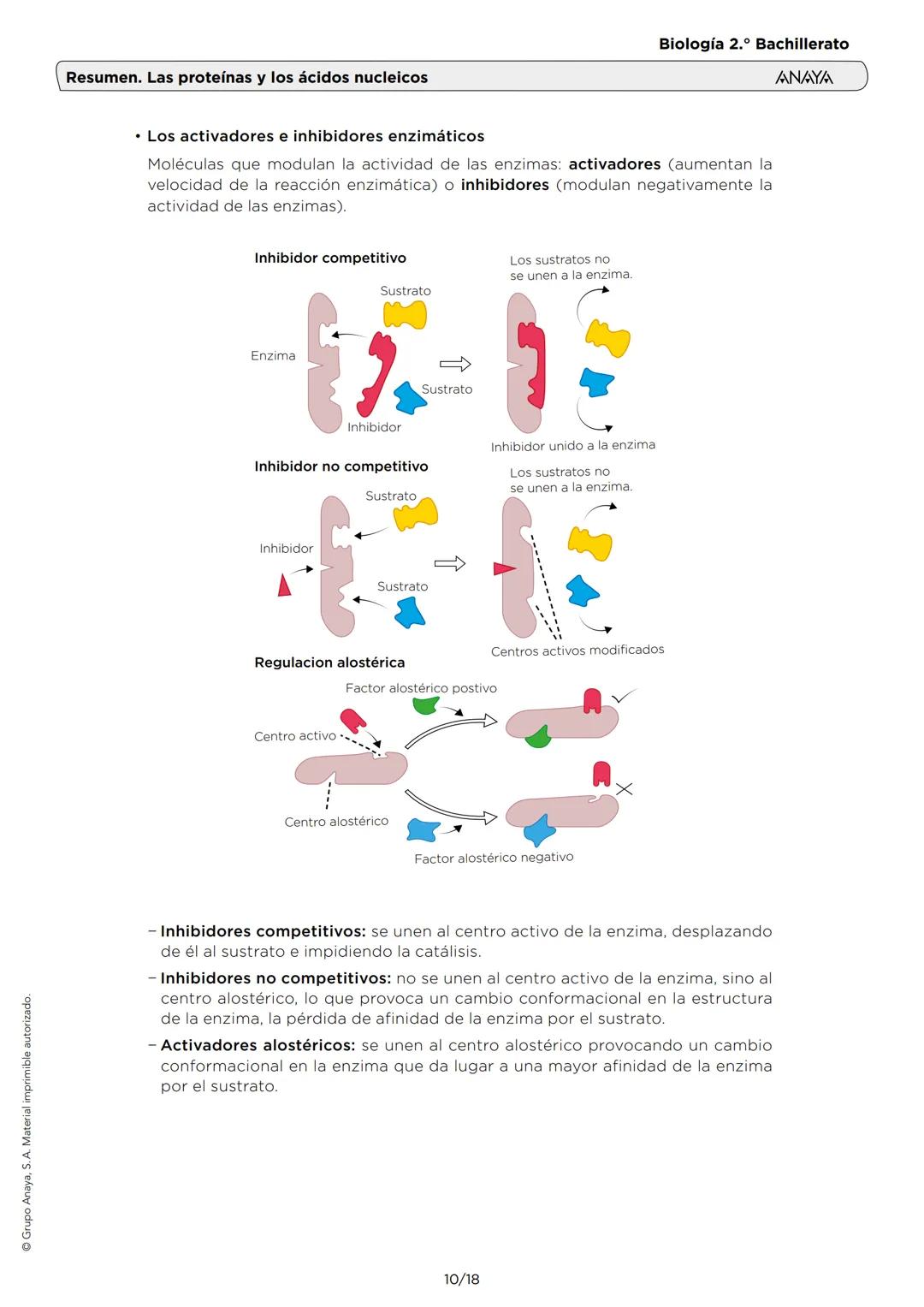 Grupo Anaya, S. A. Material imprimible autorizado.
Biología 2.º Bachillerato
ANAYA
Resumen. Las proteínas y los ácidos nucleicos
1. LOS AMIN