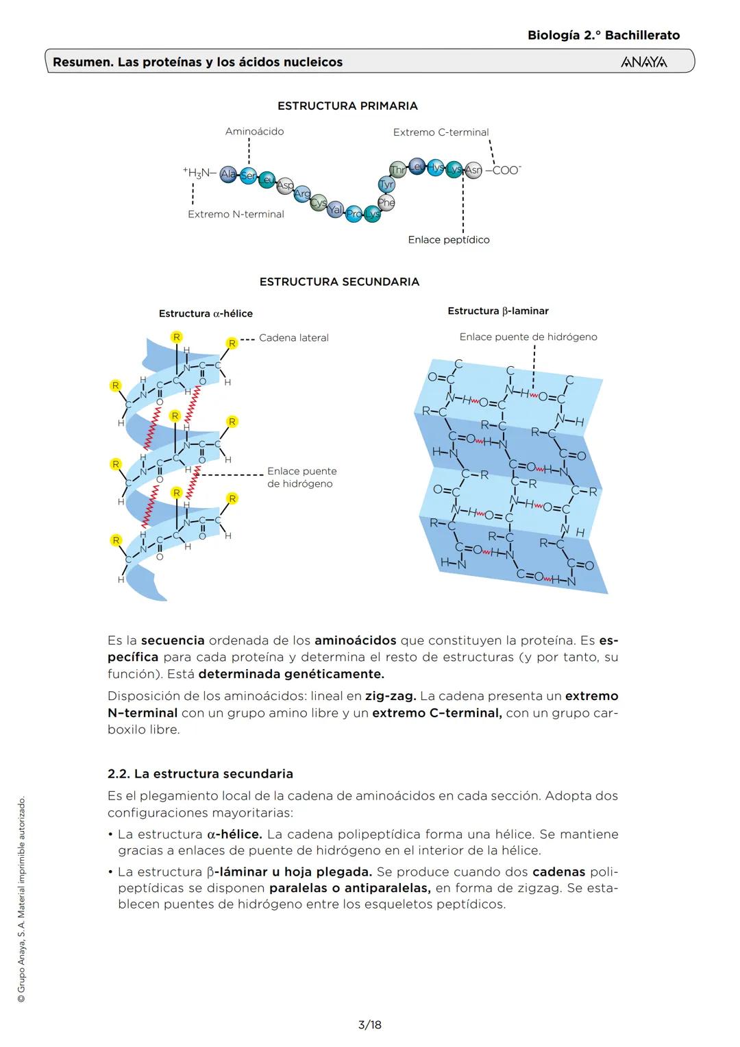Grupo Anaya, S. A. Material imprimible autorizado.
Biología 2.º Bachillerato
ANAYA
Resumen. Las proteínas y los ácidos nucleicos
1. LOS AMIN