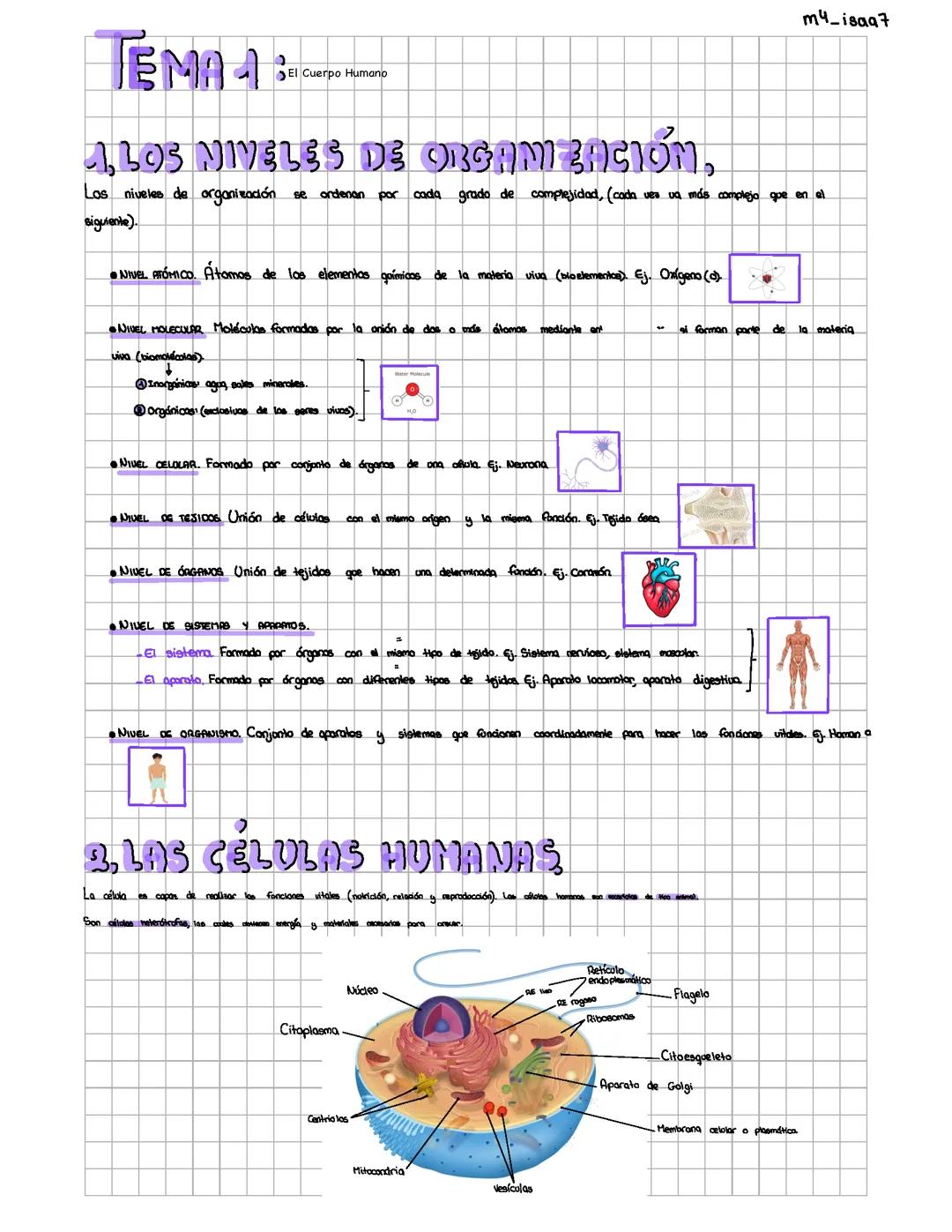 EL CUERPO HUMANO (niveles de organización, las celulas, los orgánulos, el cáncer, aparatos y sistemas…)