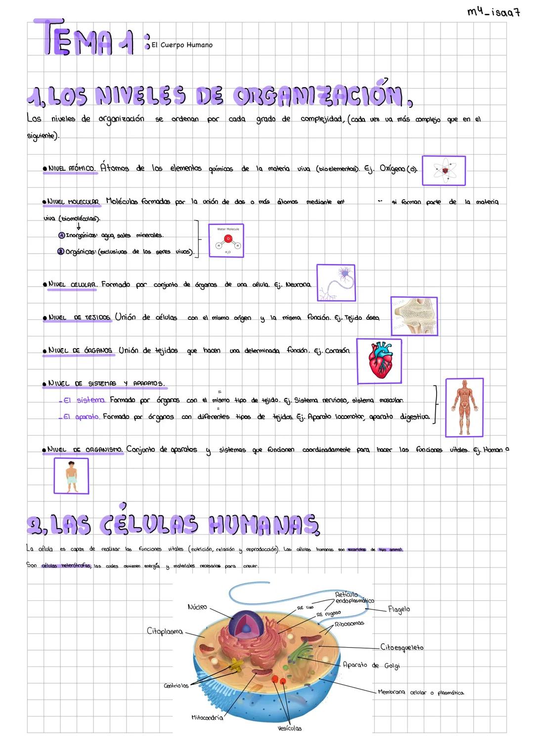 TEMA 1
El Cuerpo Humano
m4_isaa7
ALOS NIVELES DE ORGANIZACIÓN,
Los niveles de organización se ordenan
siguiente).
por
cada
grado de compleji