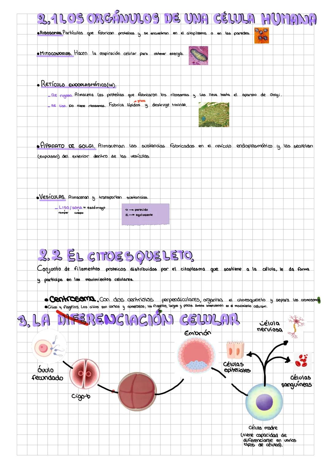 TEMA 1
El Cuerpo Humano
m4_isaa7
ALOS NIVELES DE ORGANIZACIÓN,
Los niveles de organización se ordenan
siguiente).
por
cada
grado de compleji