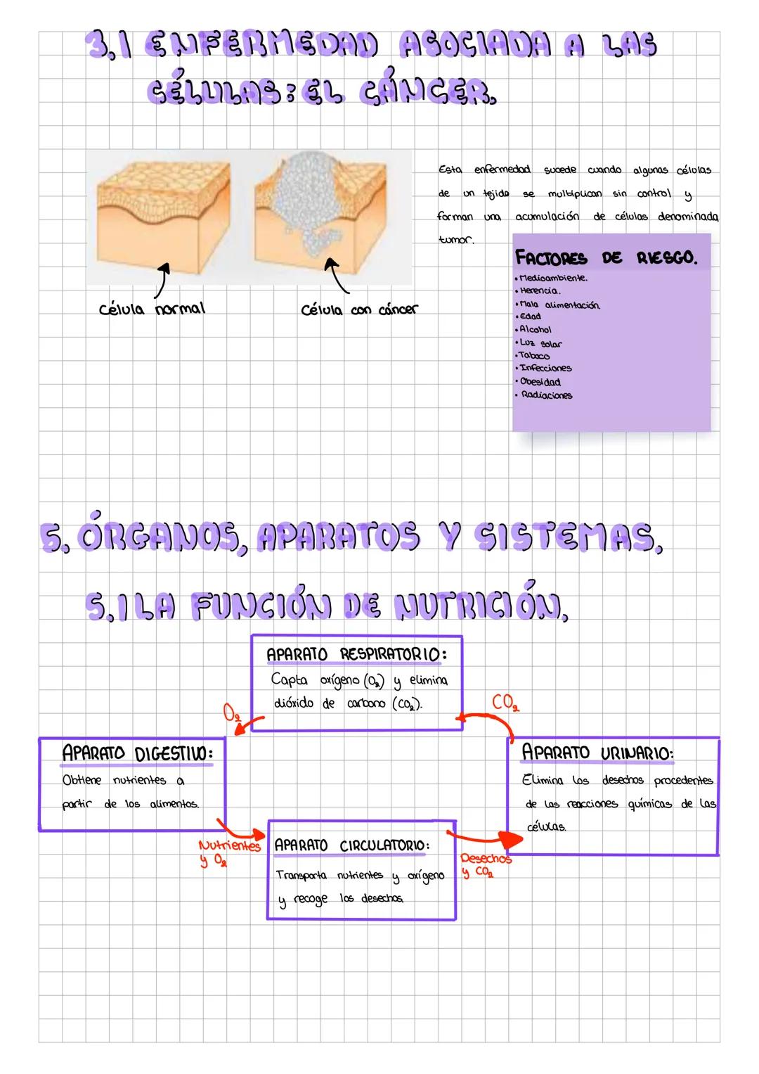TEMA 1
El Cuerpo Humano
m4_isaa7
ALOS NIVELES DE ORGANIZACIÓN,
Los niveles de organización se ordenan
siguiente).
por
cada
grado de compleji