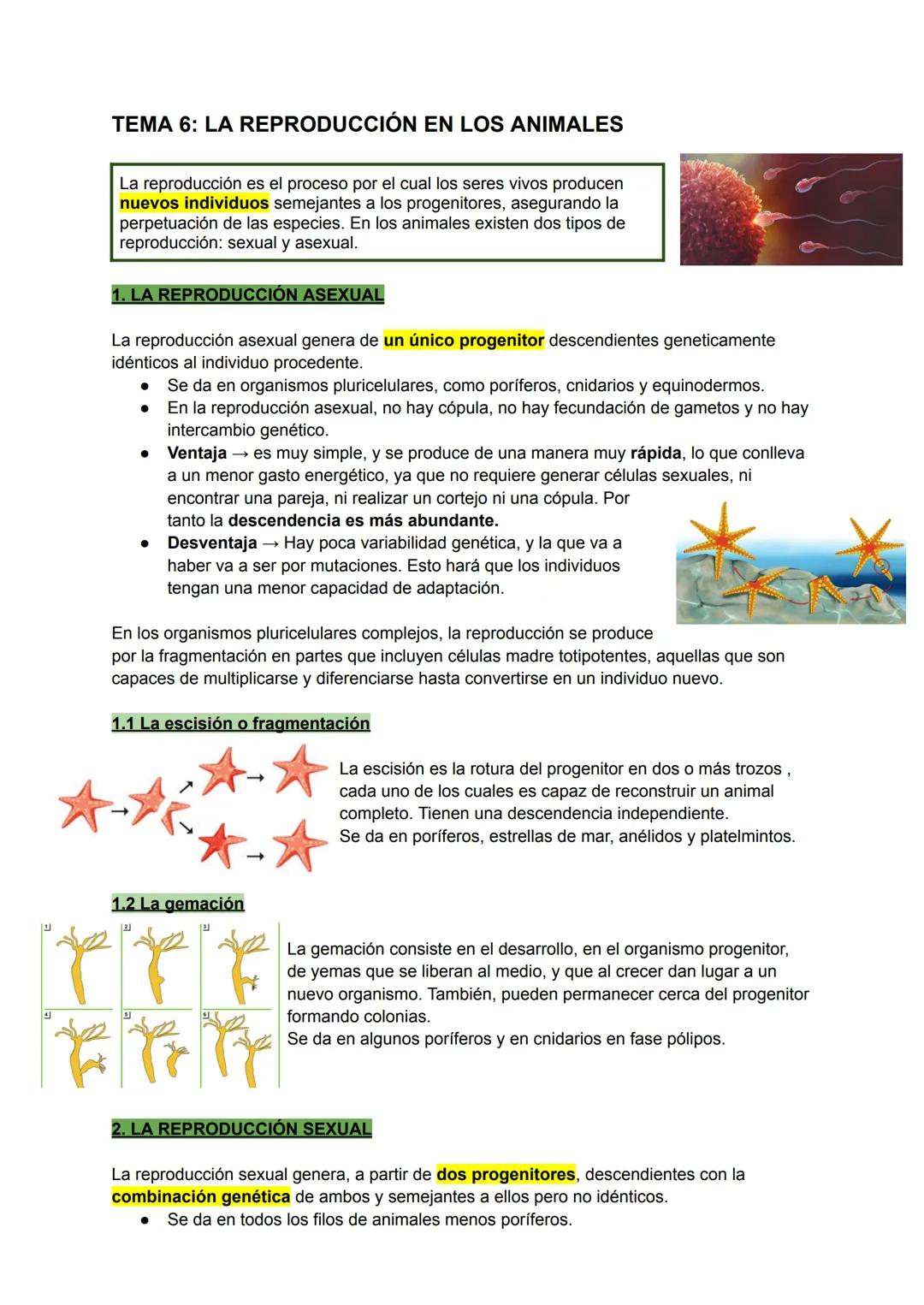 פן
TEMA 6: LA REPRODUCCIÓN EN LOS ANIMALES
La reproducción es el proceso por el cual los seres vivos producen
nuevos individuos semejantes a
