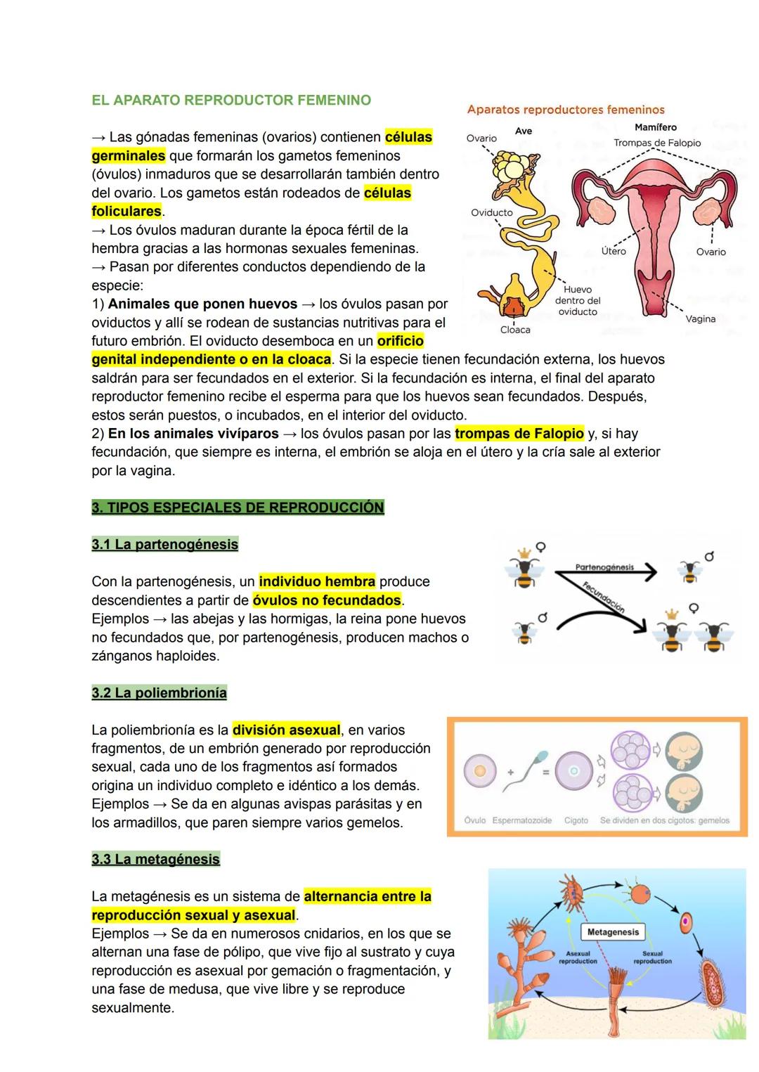 פן
TEMA 6: LA REPRODUCCIÓN EN LOS ANIMALES
La reproducción es el proceso por el cual los seres vivos producen
nuevos individuos semejantes a
