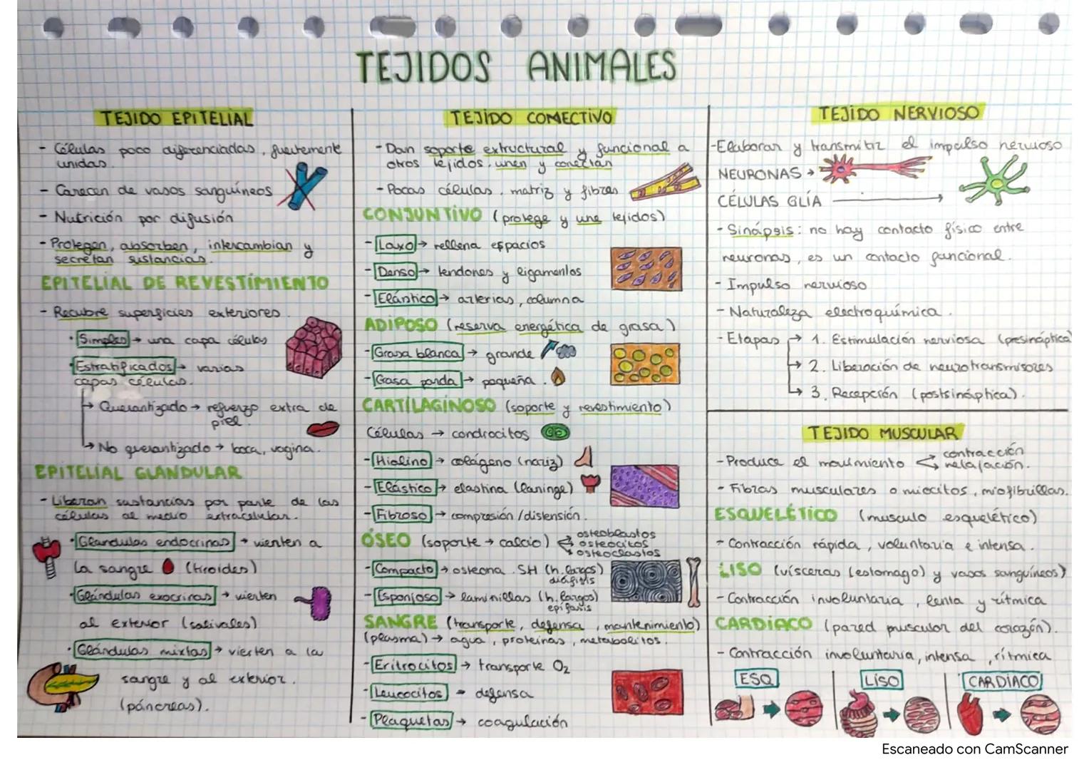 TEJIDO EPITELIAL
- Células poco diferenciadas, fuertemente
-
-
unidas
Carecen de vasos sanguíneos
Nutrición por difusión
- Protegen, absorbe