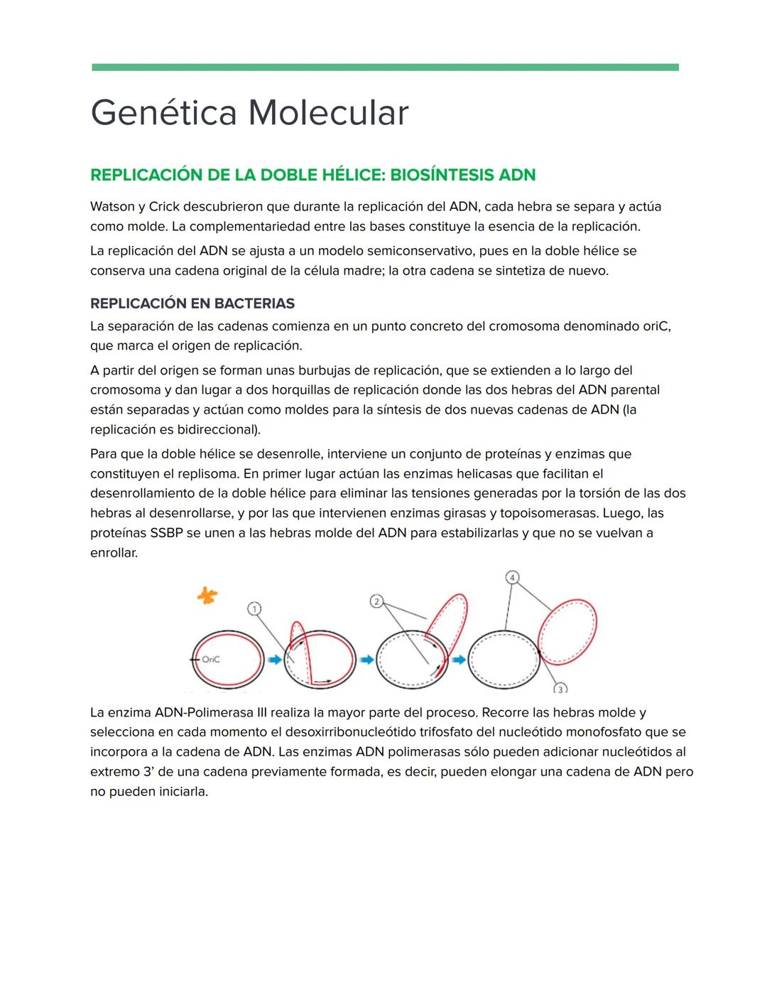 # Genética Molecular
REPLICACIÓN DE LA DOBLE HÉLICE: BIOSÍNTESIS ADN
Watson y Crick descubrieron que durante la replicación del ADN, cada