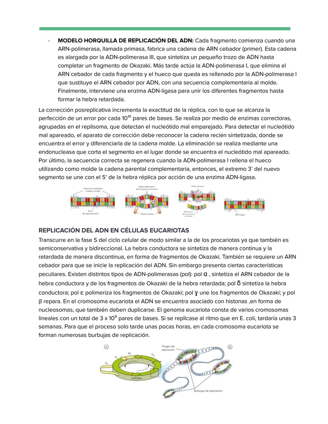 # Genética Molecular
REPLICACIÓN DE LA DOBLE HÉLICE: BIOSÍNTESIS ADN
Watson y Crick descubrieron que durante la replicación del ADN, cada