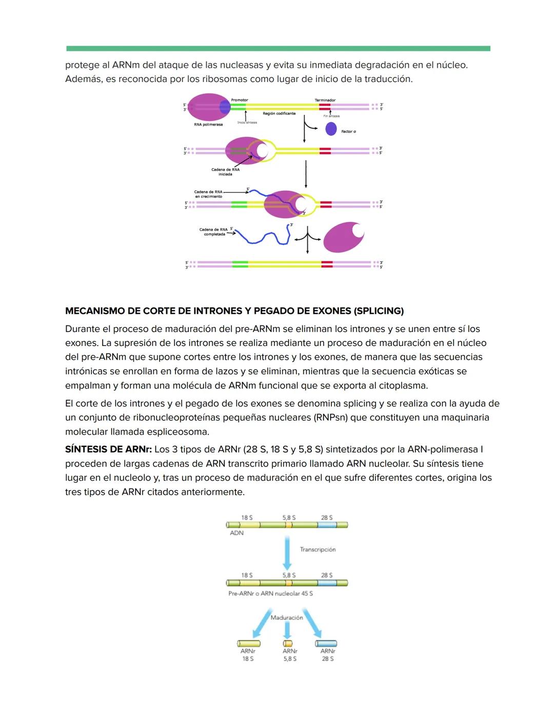# Genética Molecular
REPLICACIÓN DE LA DOBLE HÉLICE: BIOSÍNTESIS ADN
Watson y Crick descubrieron que durante la replicación del ADN, cada