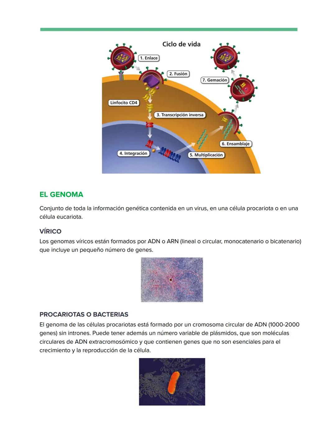 # Genética Molecular
REPLICACIÓN DE LA DOBLE HÉLICE: BIOSÍNTESIS ADN
Watson y Crick descubrieron que durante la replicación del ADN, cada