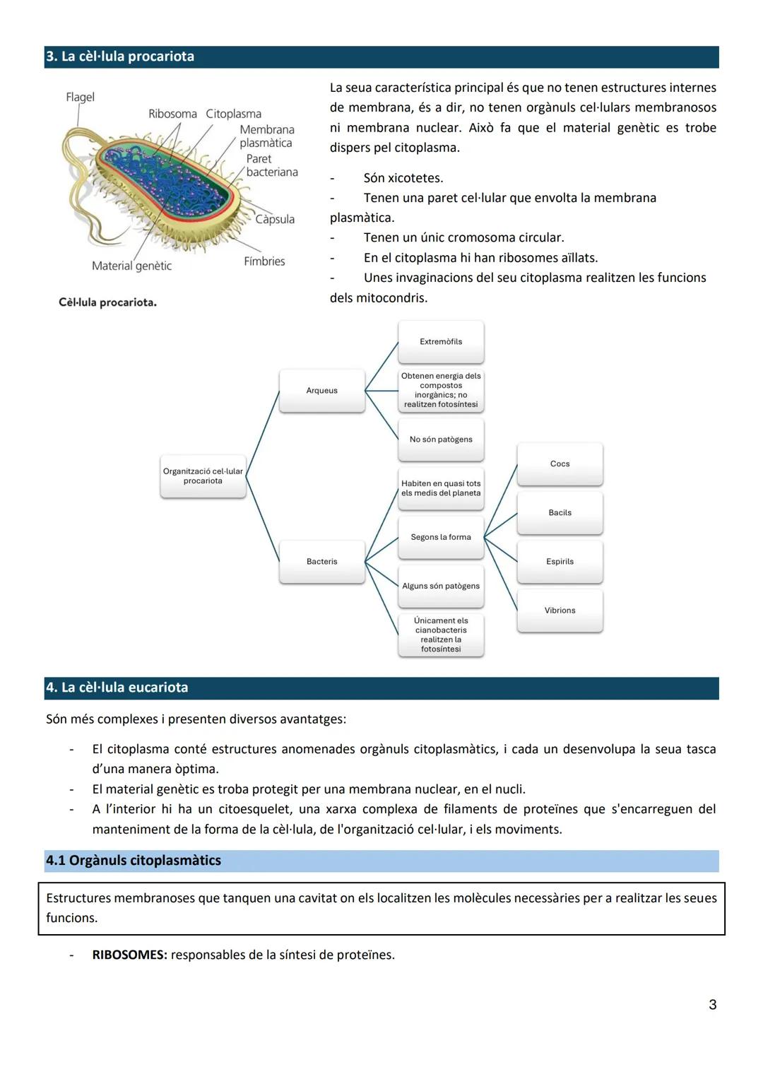 Biologia T5: La cèl·lula
1. La cèl·lula: estructura i funcions
Principis de la teoría cel·lular:
- Tots els éssers vius estan formats per un