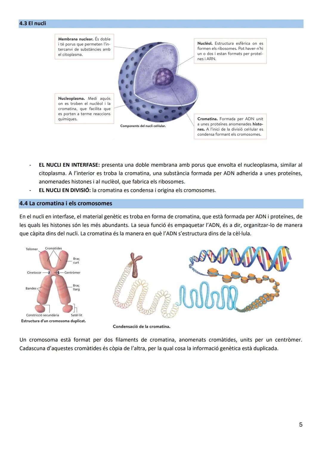 Biologia T5: La cèl·lula
1. La cèl·lula: estructura i funcions
Principis de la teoría cel·lular:
- Tots els éssers vius estan formats per un