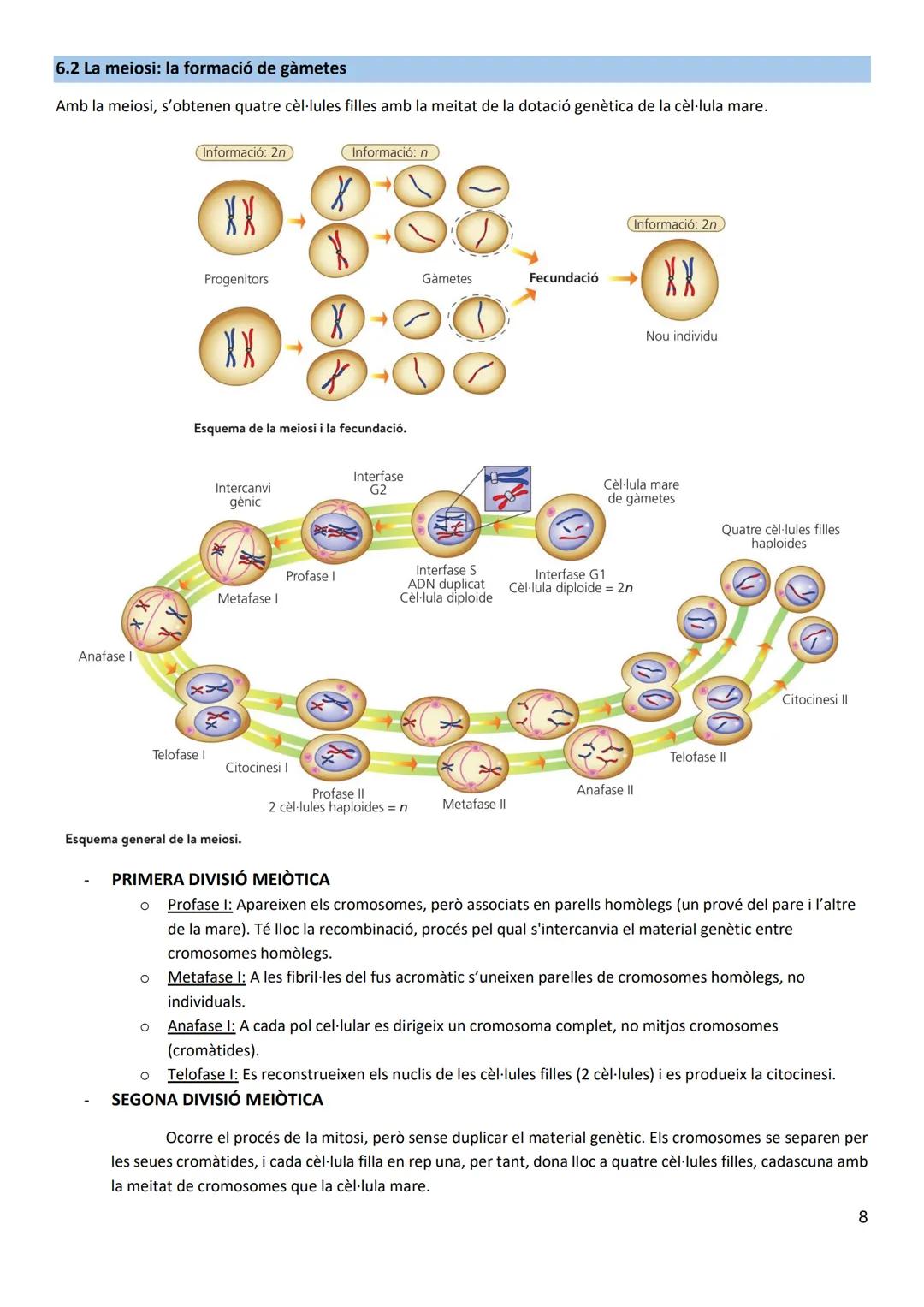 Biologia T5: La cèl·lula
1. La cèl·lula: estructura i funcions
Principis de la teoría cel·lular:
- Tots els éssers vius estan formats per un
