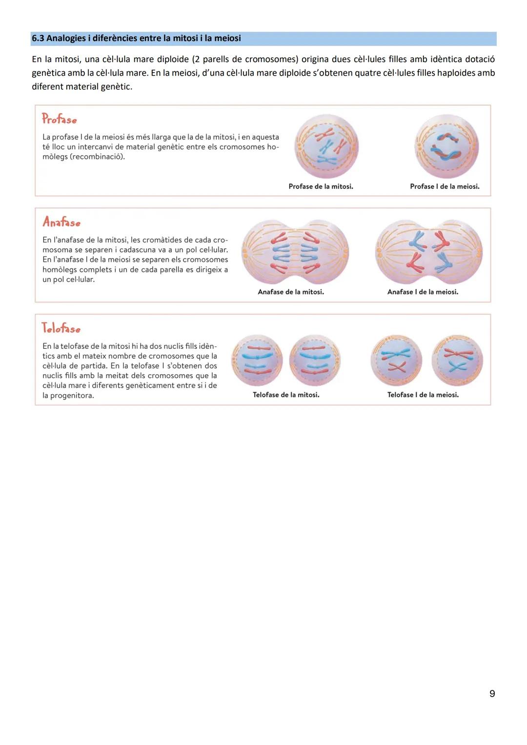 Biologia T5: La cèl·lula
1. La cèl·lula: estructura i funcions
Principis de la teoría cel·lular:
- Tots els éssers vius estan formats per un