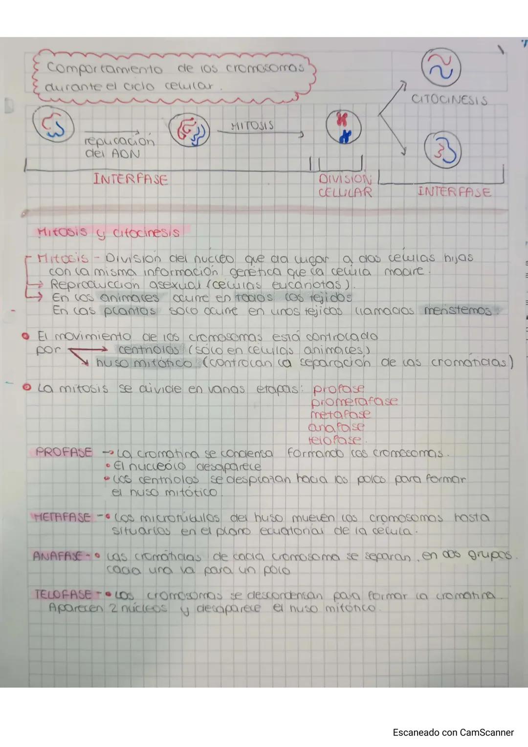 Division cewular: Proceso en el que una revila se divide en 2
celulas hijas.
Mitosis
en celulas eucanotas
Da ligar a 2 cewilas hijas identic