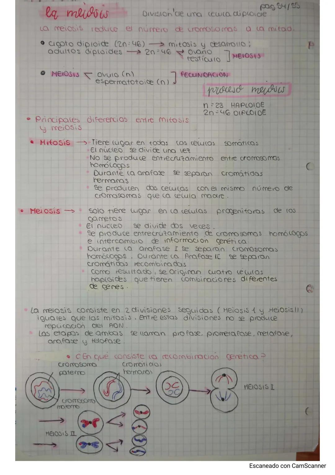 la medow
pag 54/55
División de una ceuca dipioide
La meiosis reduce el número de cromosomas a la mitaa.
• cigoto diploice (20:46) mitosis y