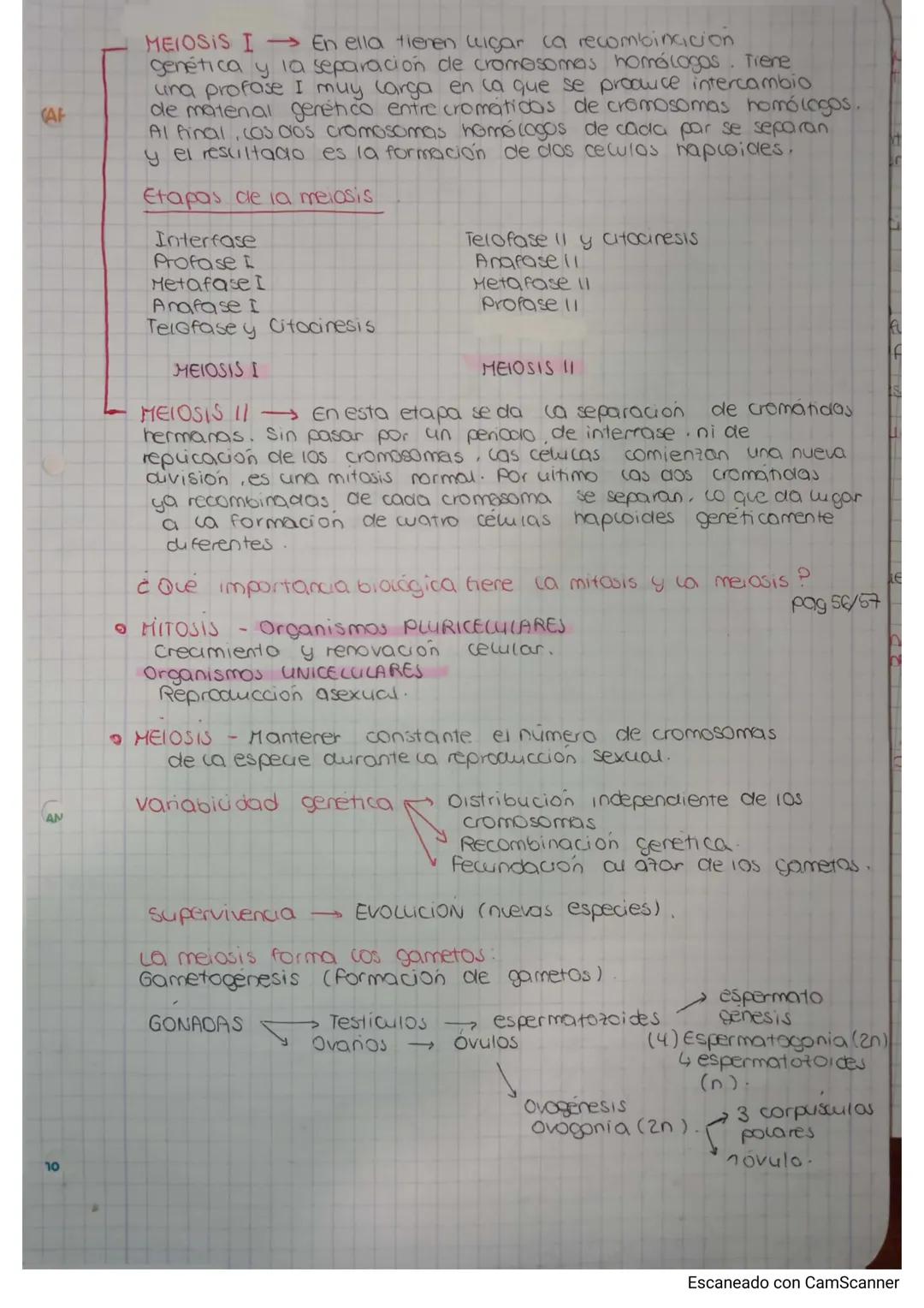 la medow
pag 54/55
División de una ceuca dipioide
La meiosis reduce el número de cromosomas a la mitaa.
• cigoto diploice (20:46) mitosis y