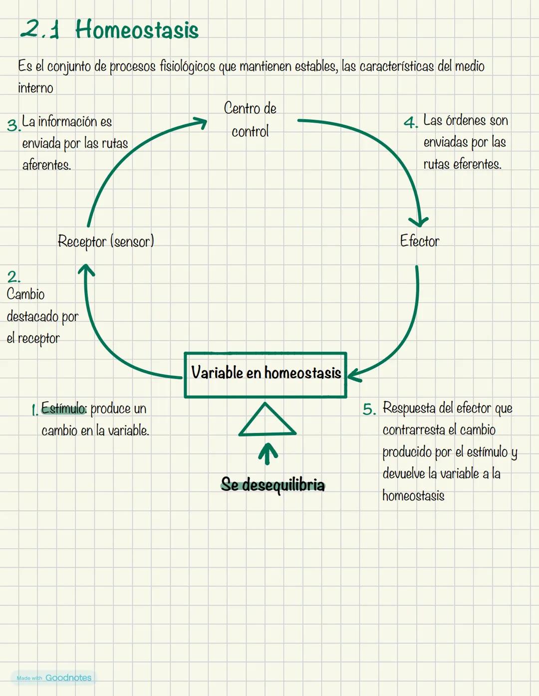 Biologia
1º BACH
Made with Goodnotes 2
1.
NIVELES DE ORGANIZACIÓN
DE LOS SERES VIVOS
Organismos pluricelulares
.
ORGANISMOS UNICELULARES
For